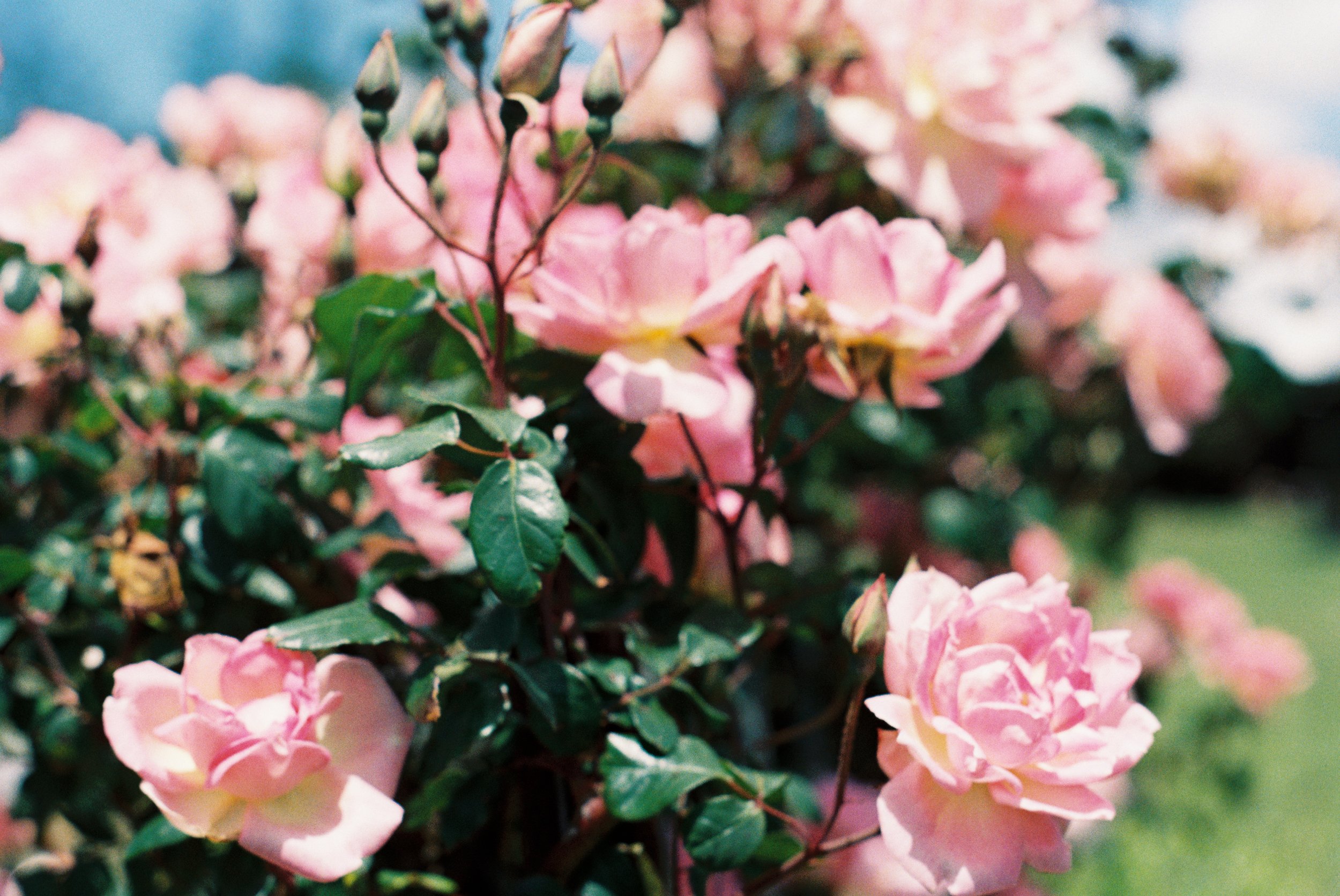 Close-up of pink roses and rosebuds with green leaves on bush