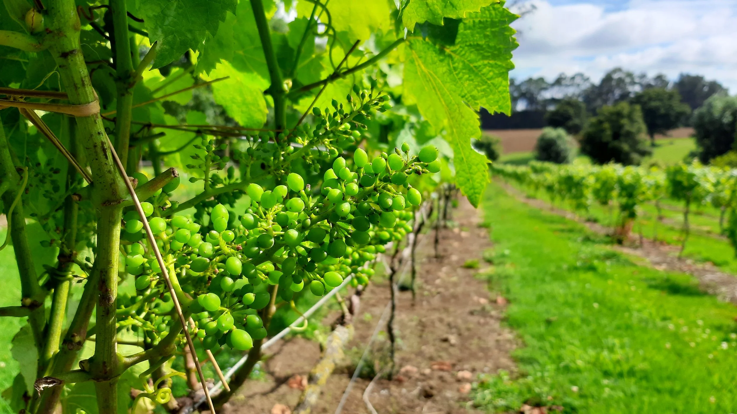 Close-up of a bunch of unripe green grapes hanging from a vine in a vineyard with rows of grapevines in the background under a partly cloudy sky.