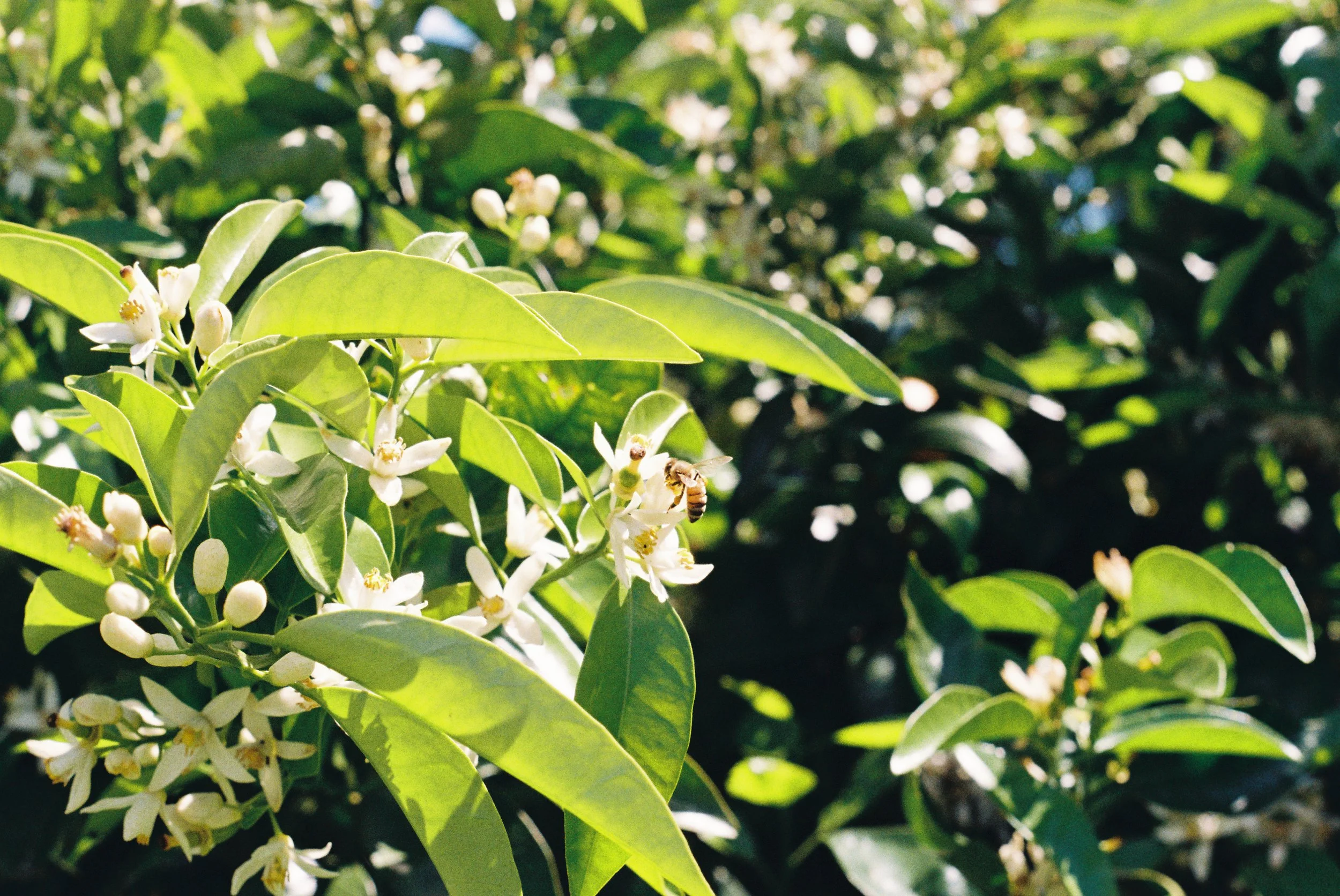 Close-up of green leaves and white flowers on a tree with a bee collecting nectar.