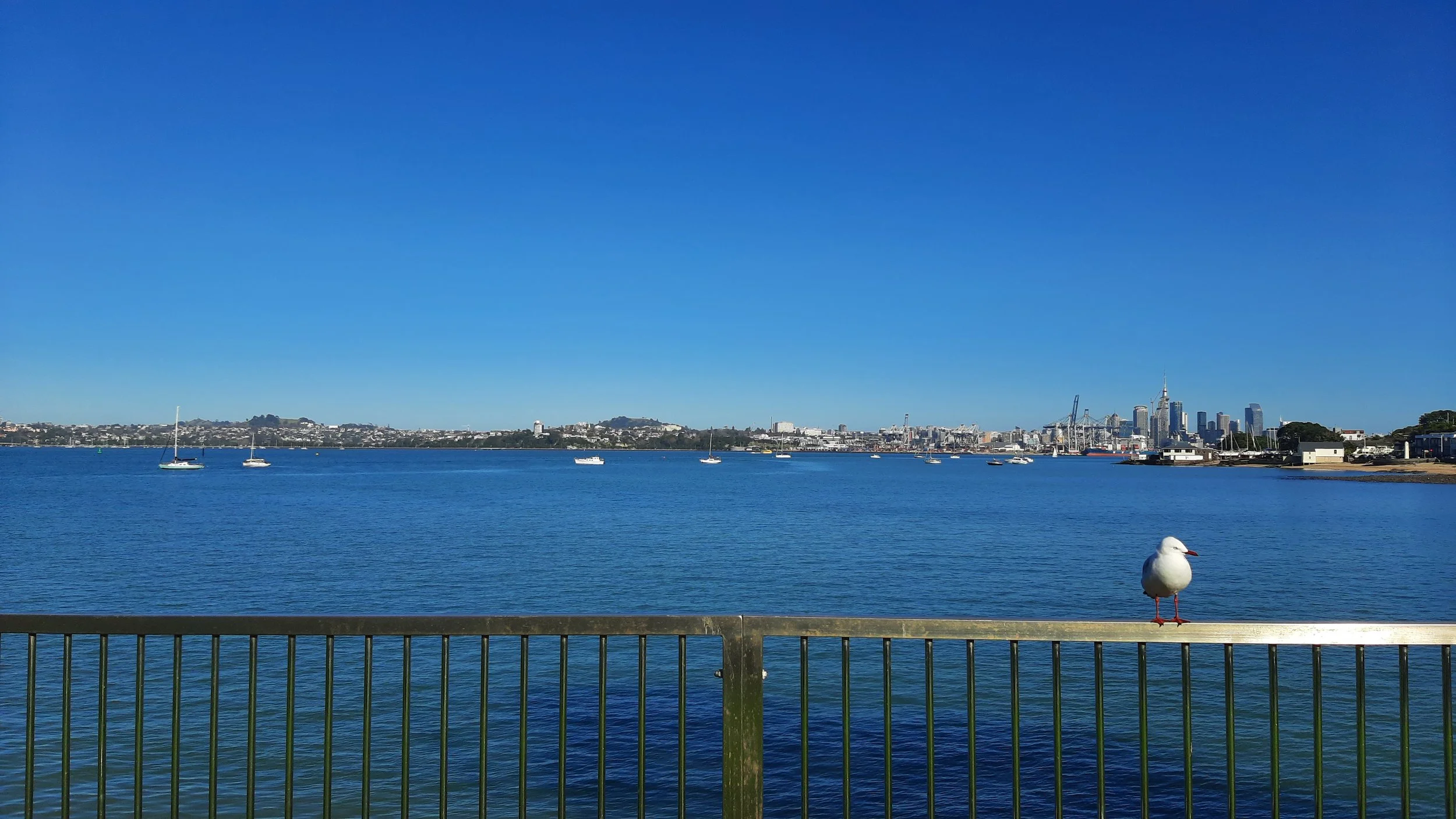 A scenic view of a harbor with calm blue water, sailboats anchored, and a city skyline with tall buildings in the distance under a clear blue sky. A seagull is perched on a railing in the foreground.