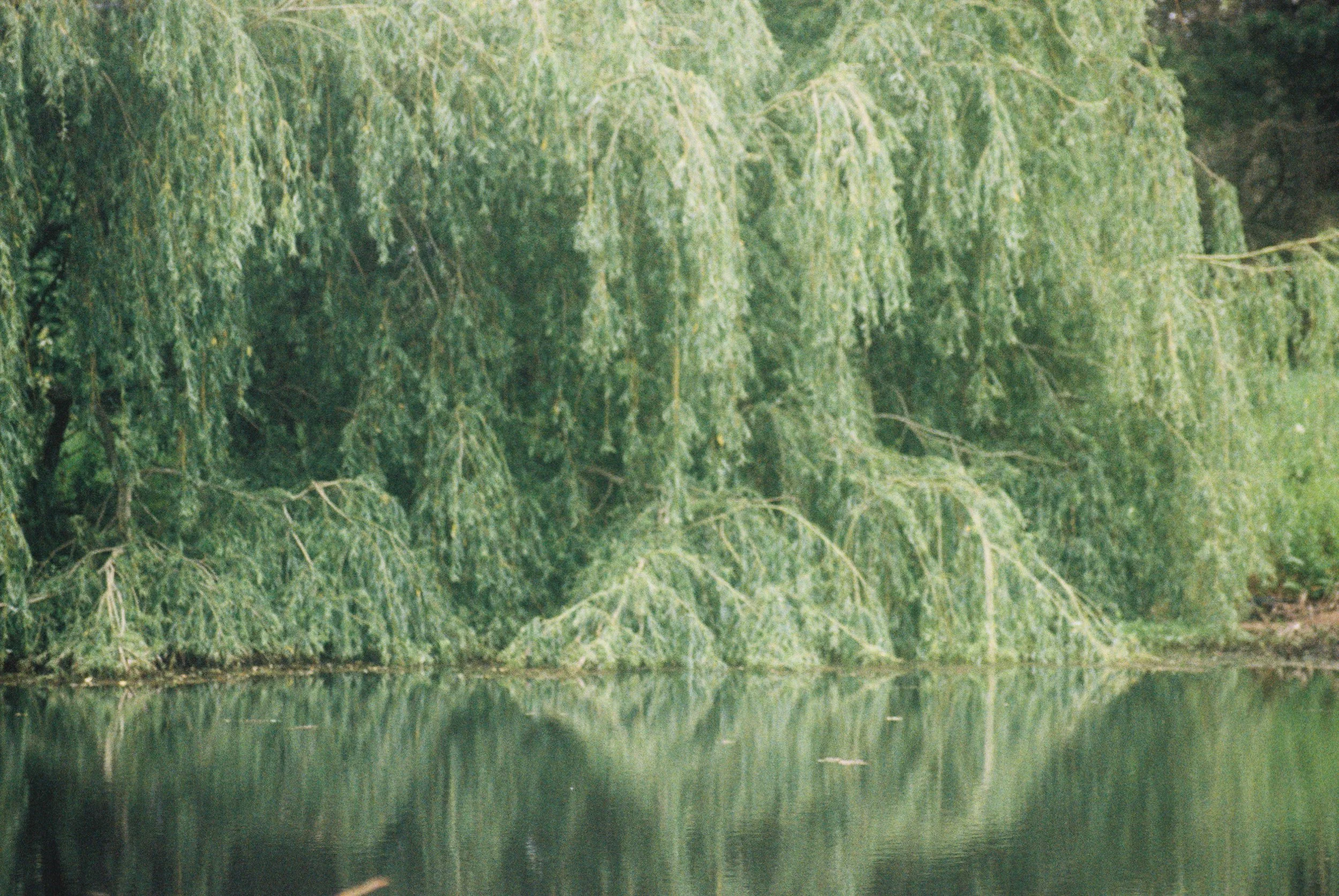 Overturned trees on the bank of a body of water, likely after a storm or flood, with calm water reflecting the scene.