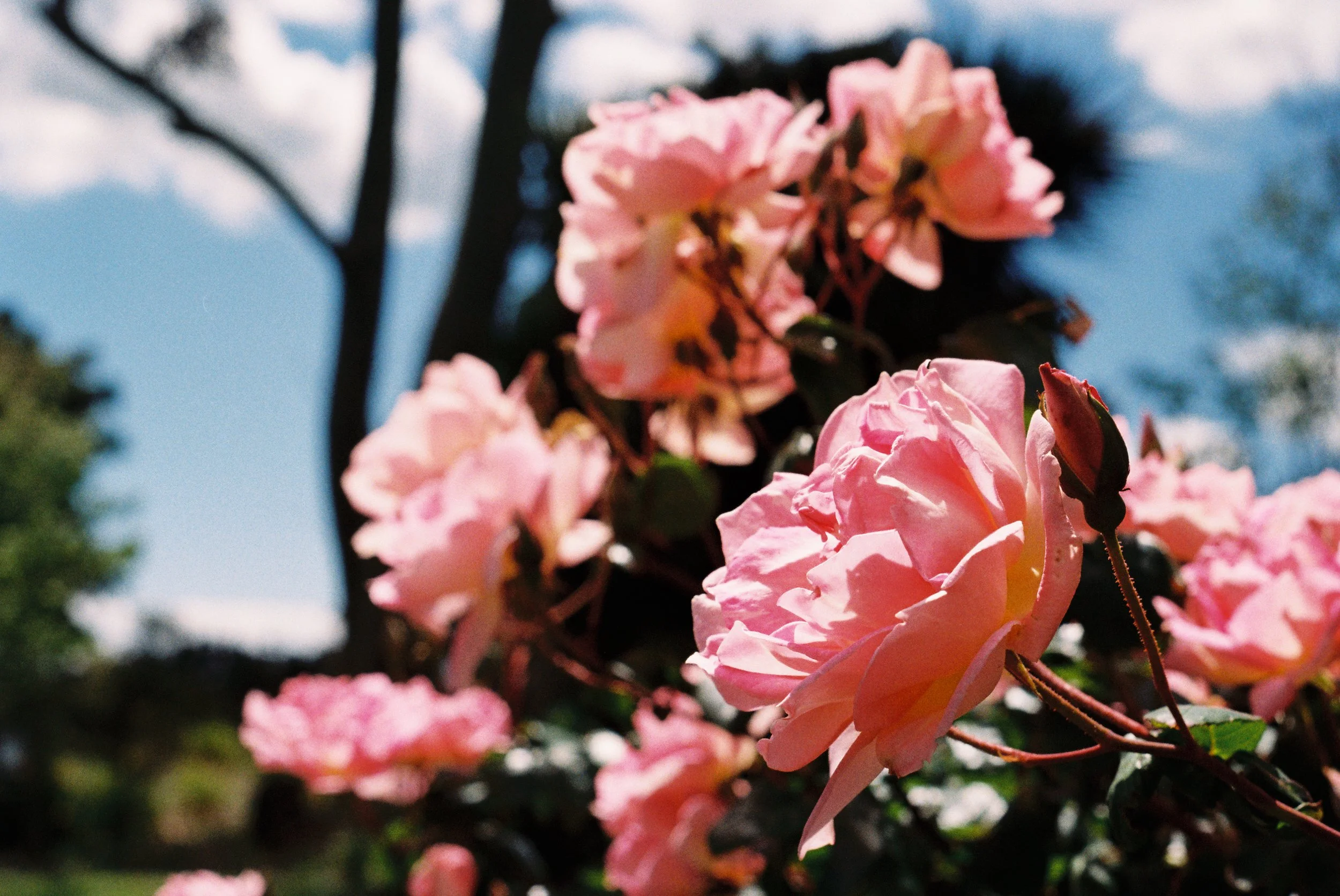 Close-up of pink flowers on a tree branch against a blue sky with some clouds.