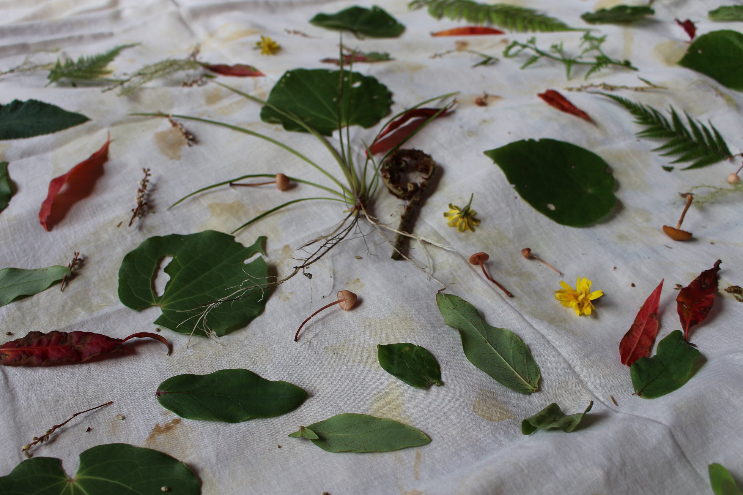 Various dried leaves, flowers, and small mushrooms spread on a white fabric surface.
