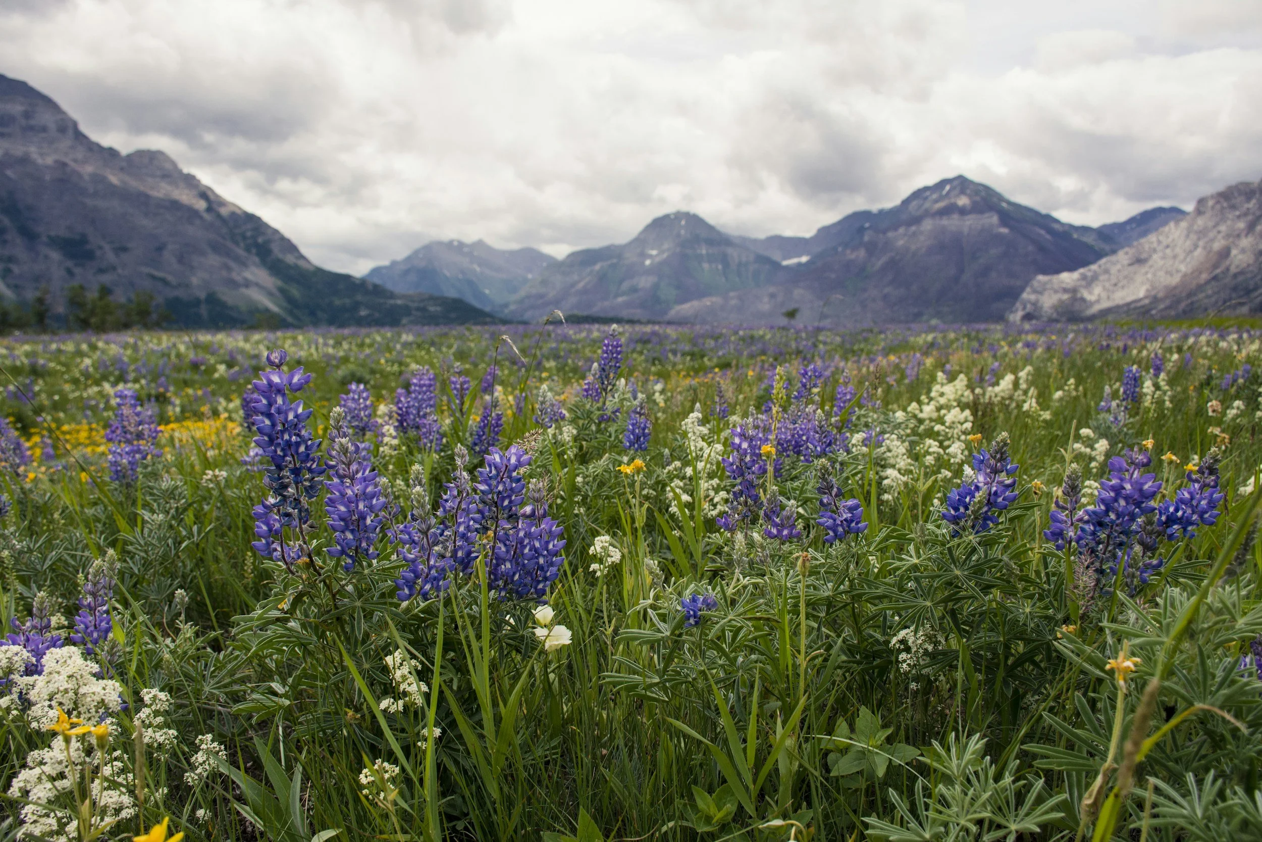 A field of vibrant purple, white, and yellow wildflowers in front of a backdrop of tall, rugged mountains under a cloudy sky.