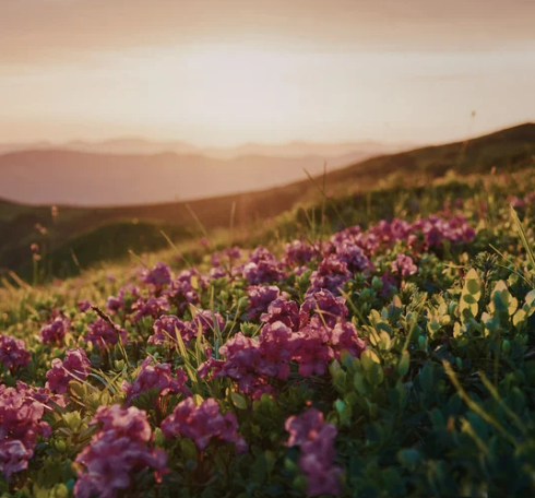 Pink and purple wildflowers on a hillside during sunset, with distant mountains in the background.