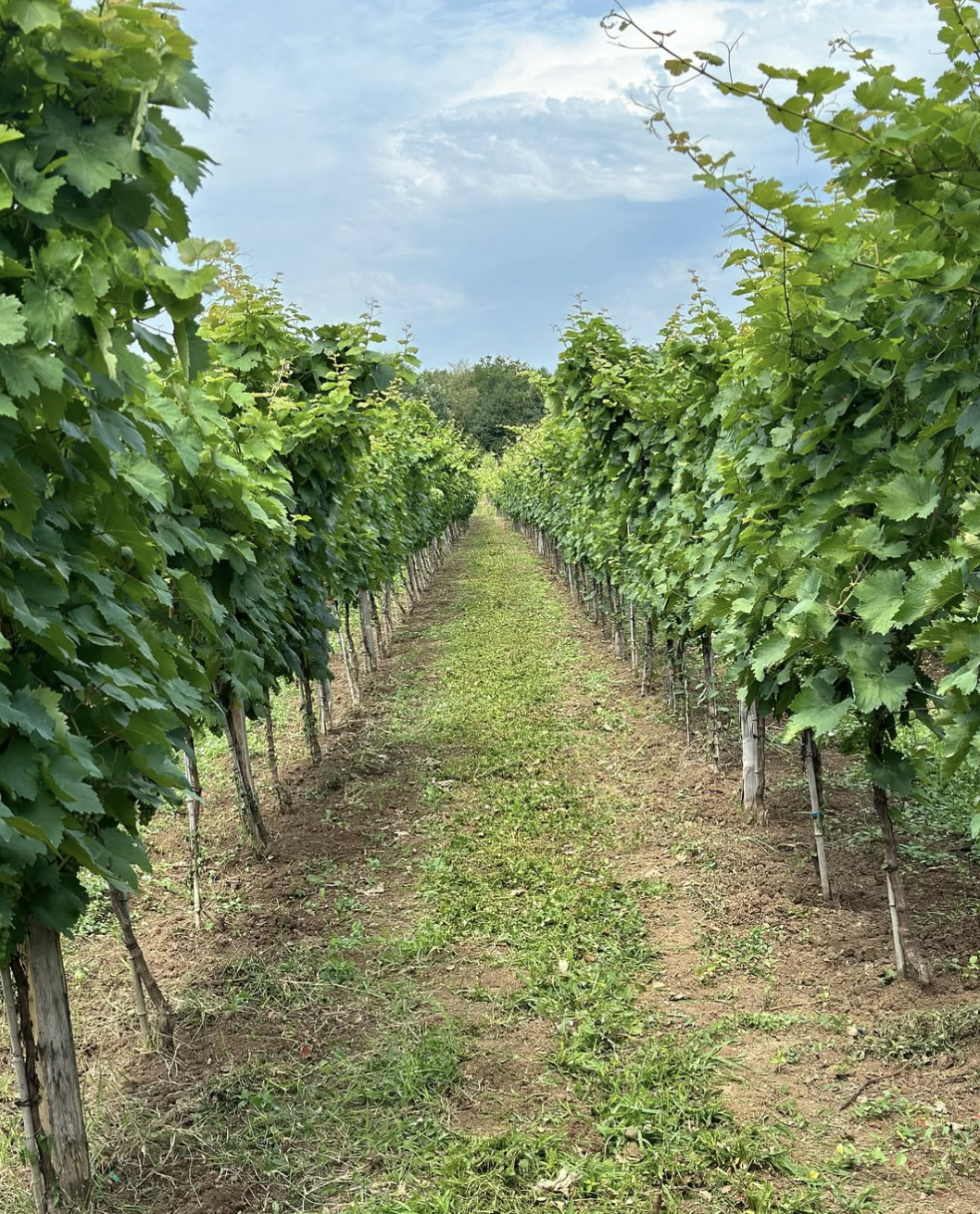 Baia’s Wine