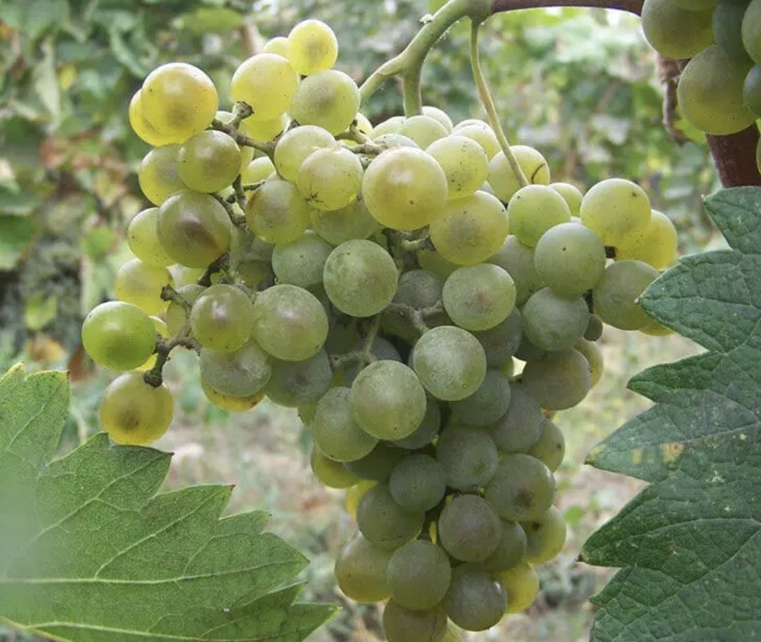 Goruli Mtsvane