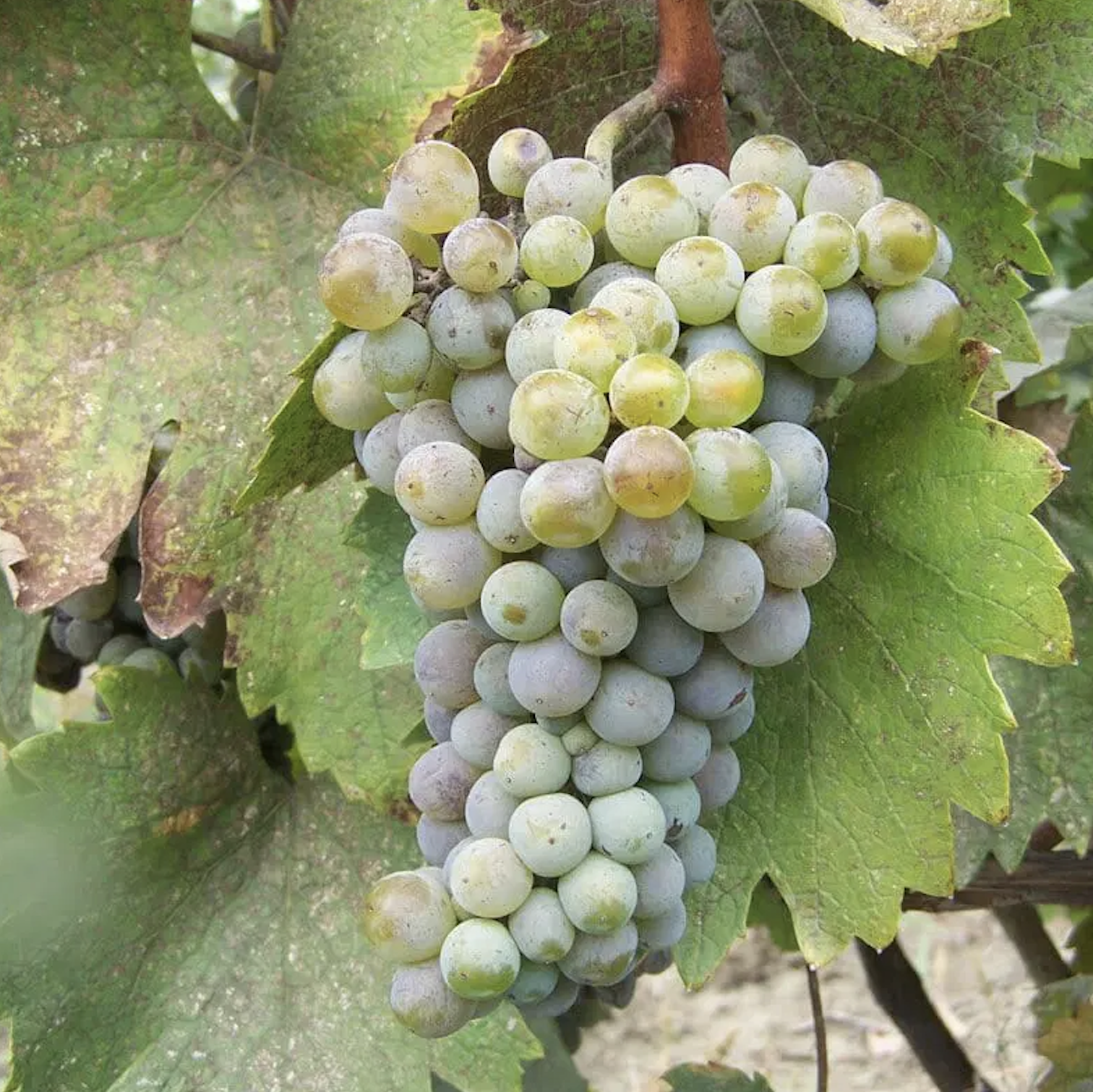 Krakhuna