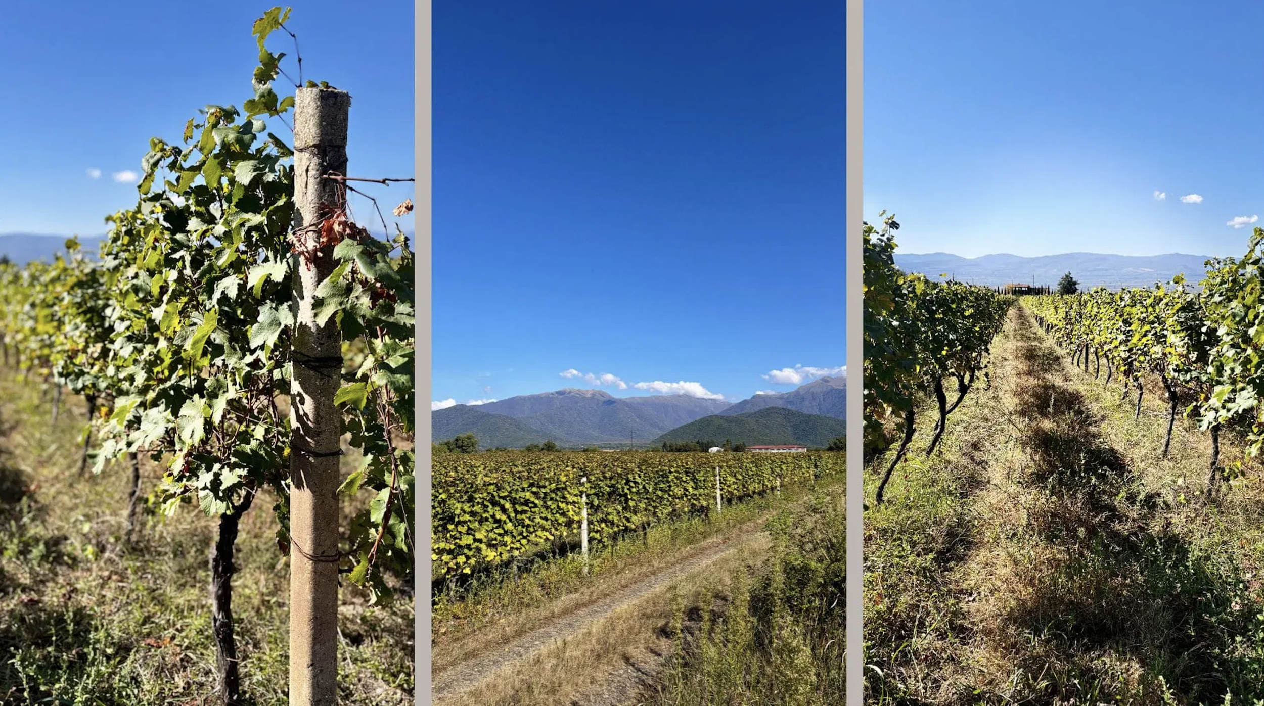 Terroirs and Tradition: Discovering Georgia’s Wine Regions