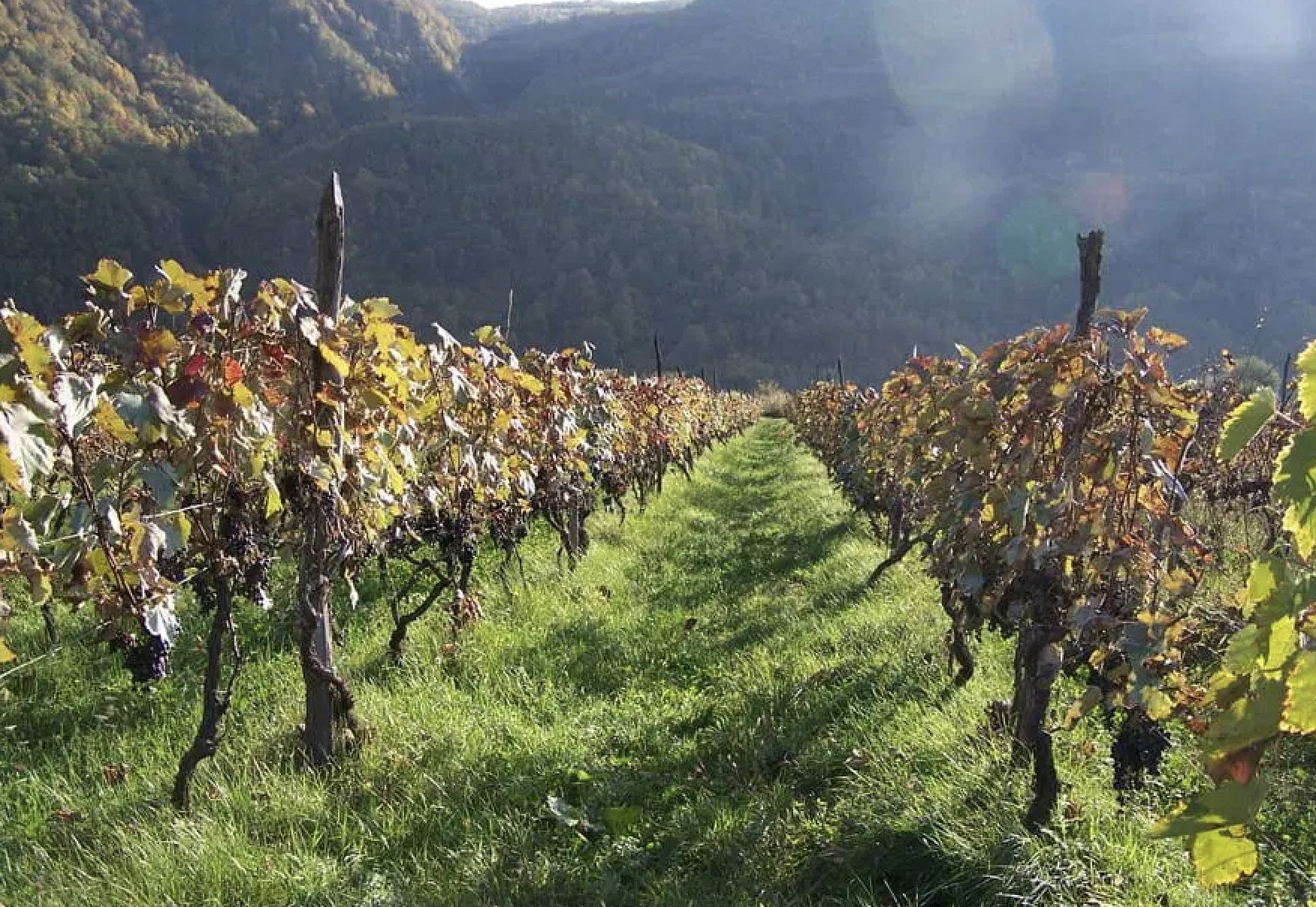 The Perfect Summer Wine: Dzelshavi