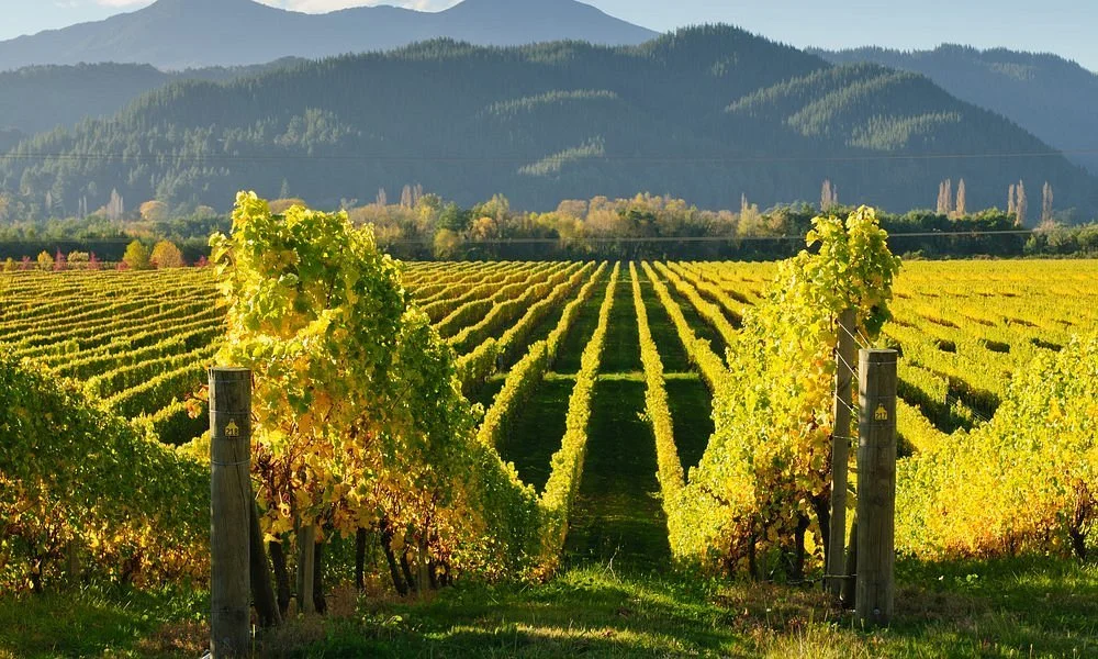 Kakheti_GeorgianWine_2025