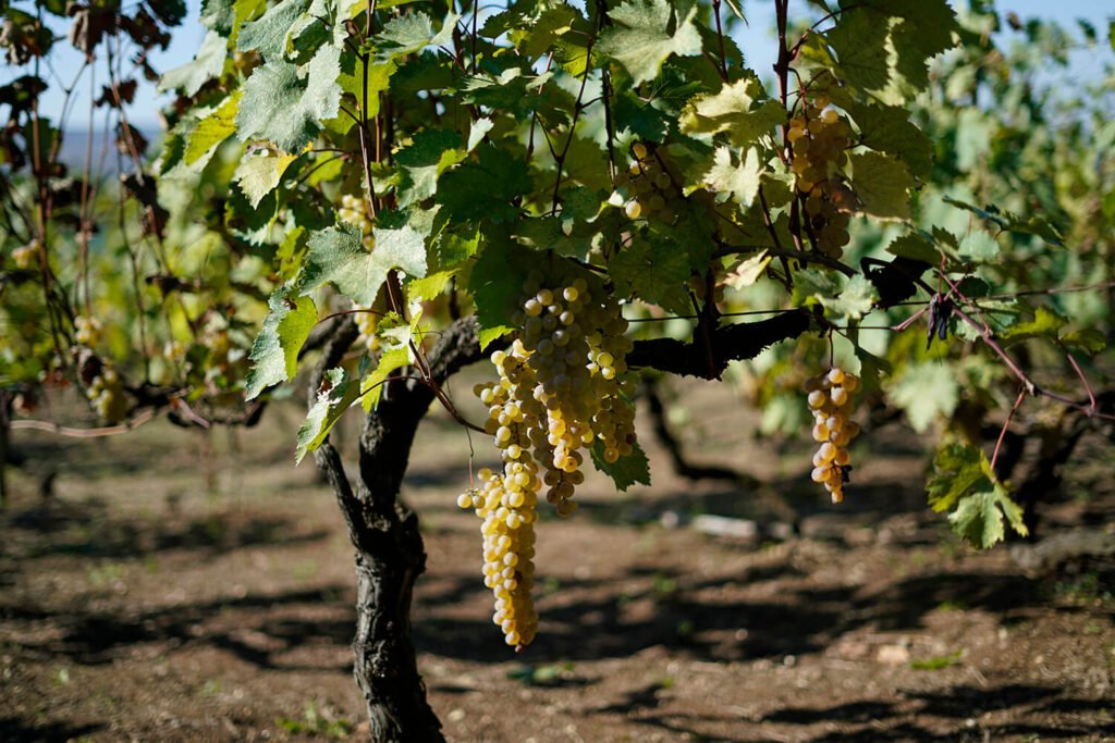 Sviri_GeorgianWine_2025