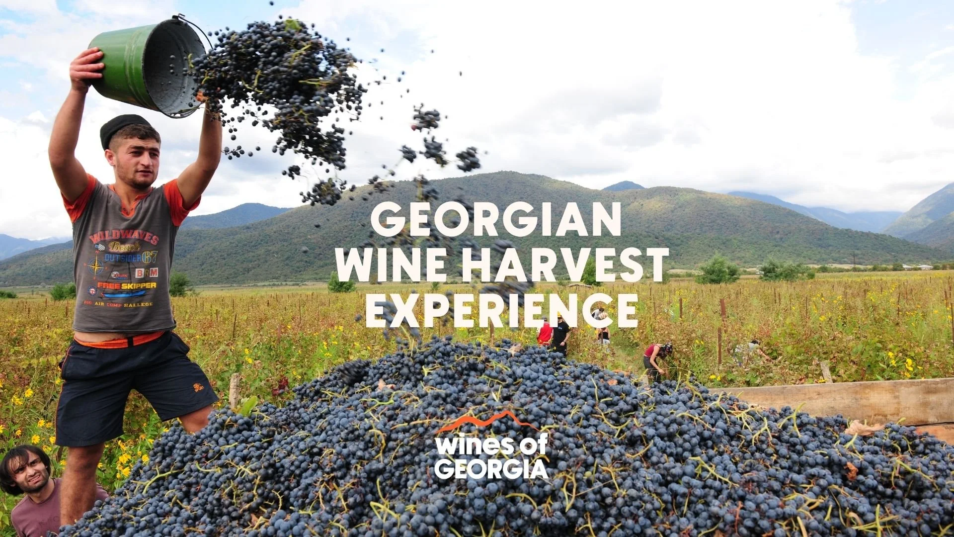 Georgian Wine Harvest: How to Choose the Right Rtveli Experience