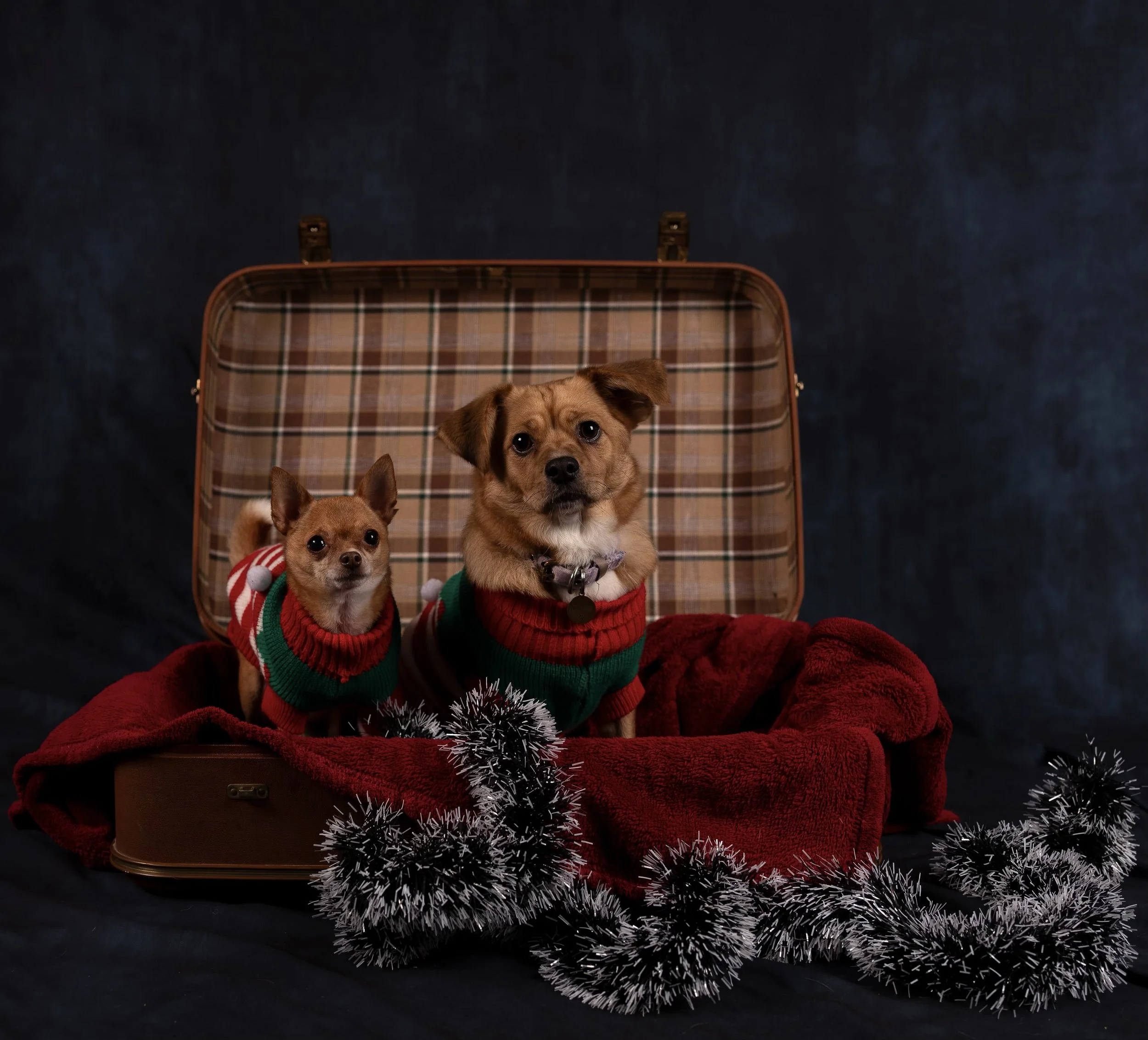 Coco+Toby Christmas.jpeg