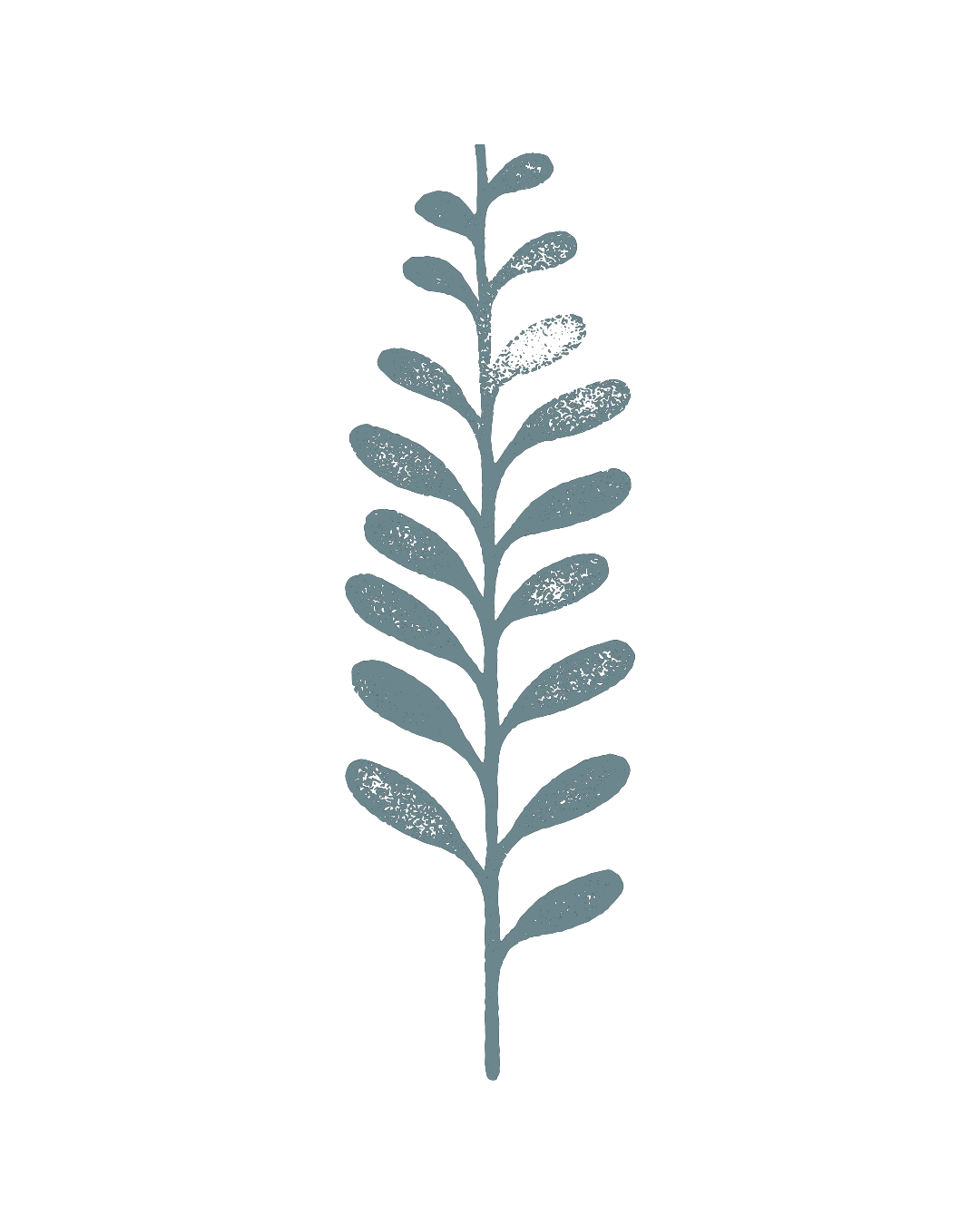 A stylized, light blue-grey illustration of a plant with a single stem and alternating oval-shaped leaves against a black background.