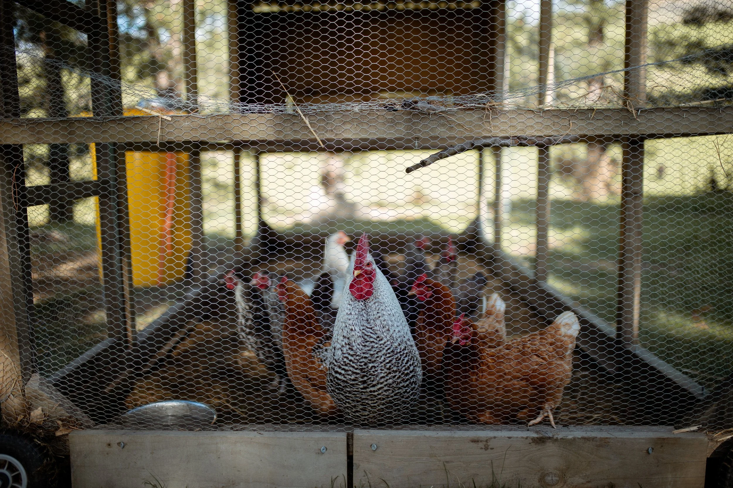 A hen inside a wire cage on a farm, with other chickens in the background.