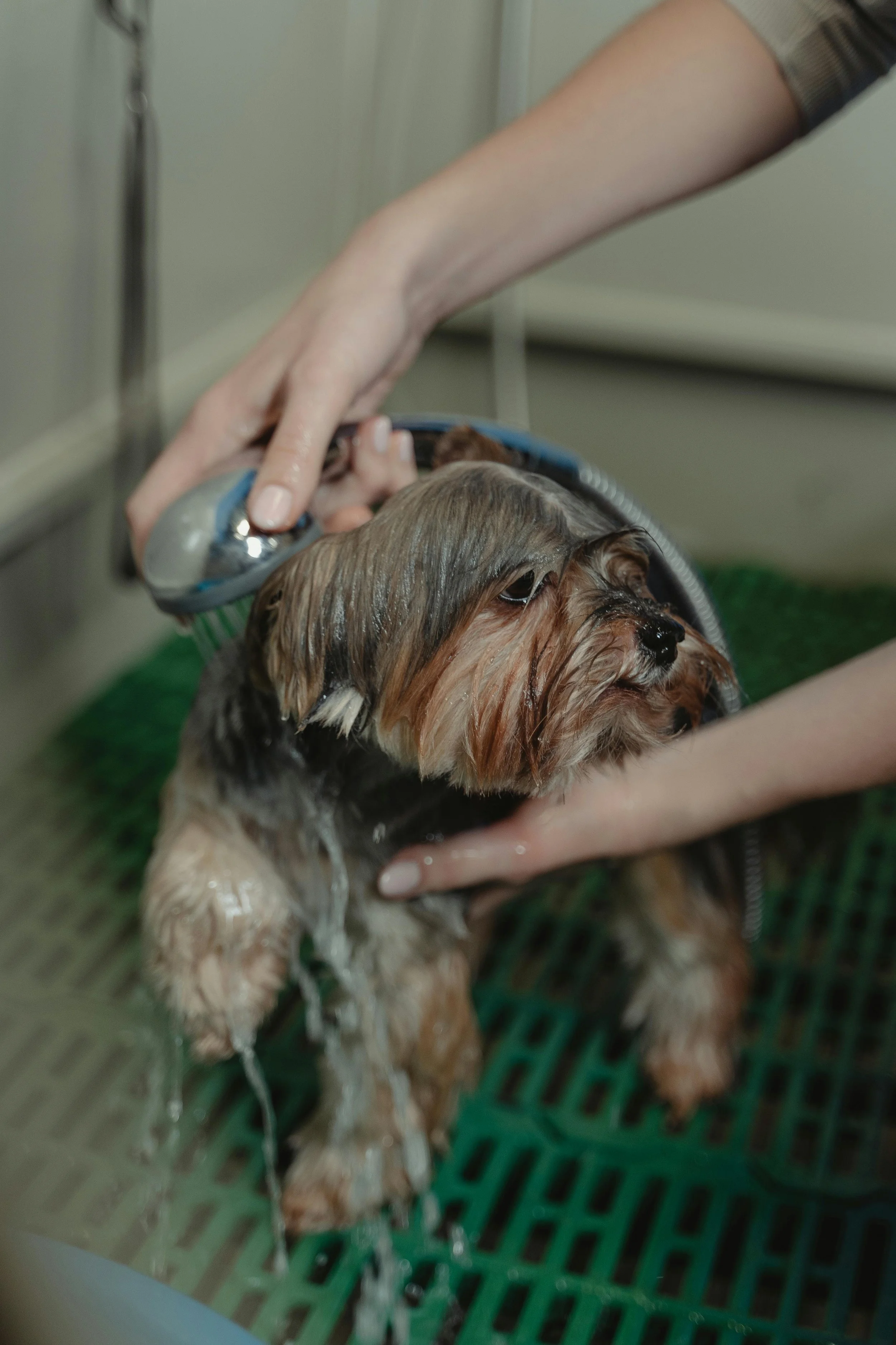 Mobile grooming services giving a dog bath shampoo and fresh haircut