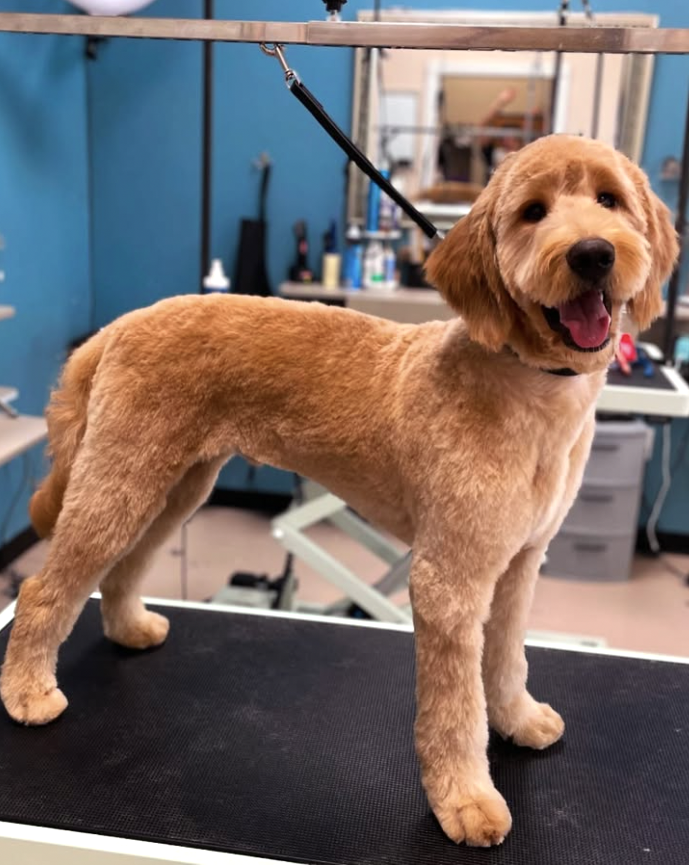 Expertly groomed dog on a grooming table in oahu for mobile grooming.