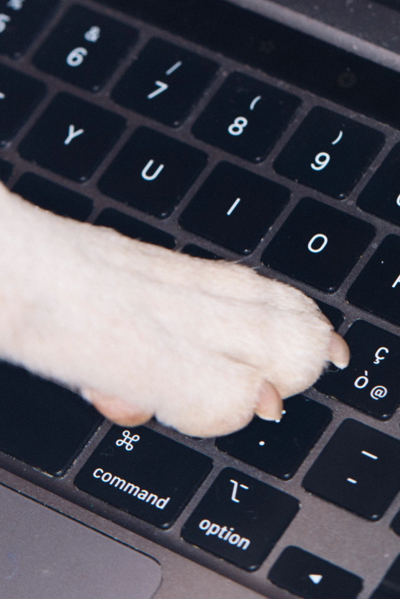 Close-up of a black computer keyboard with white letters, showing the command and options keys, held by a person's hand.