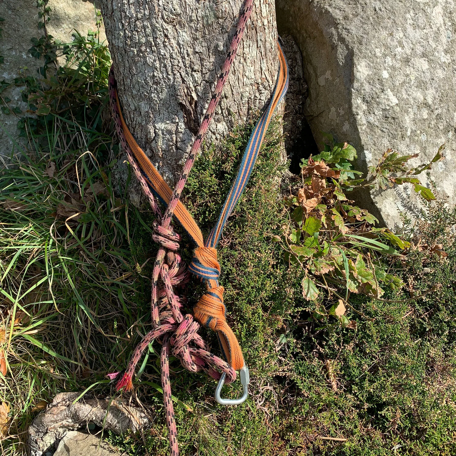 A big solid oak tree with in-situ abseil tat.