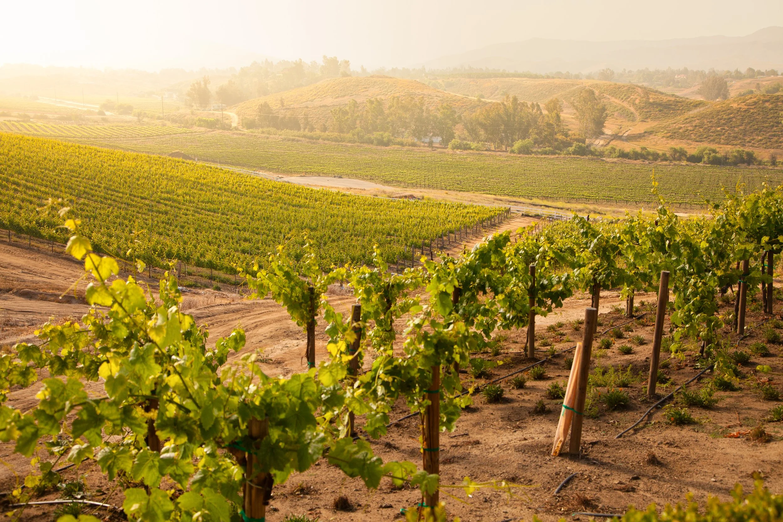 beautiful-lush-grape-vineyard-in-the-morning-mist-2024-09-11-19-29-36-utc.jpg