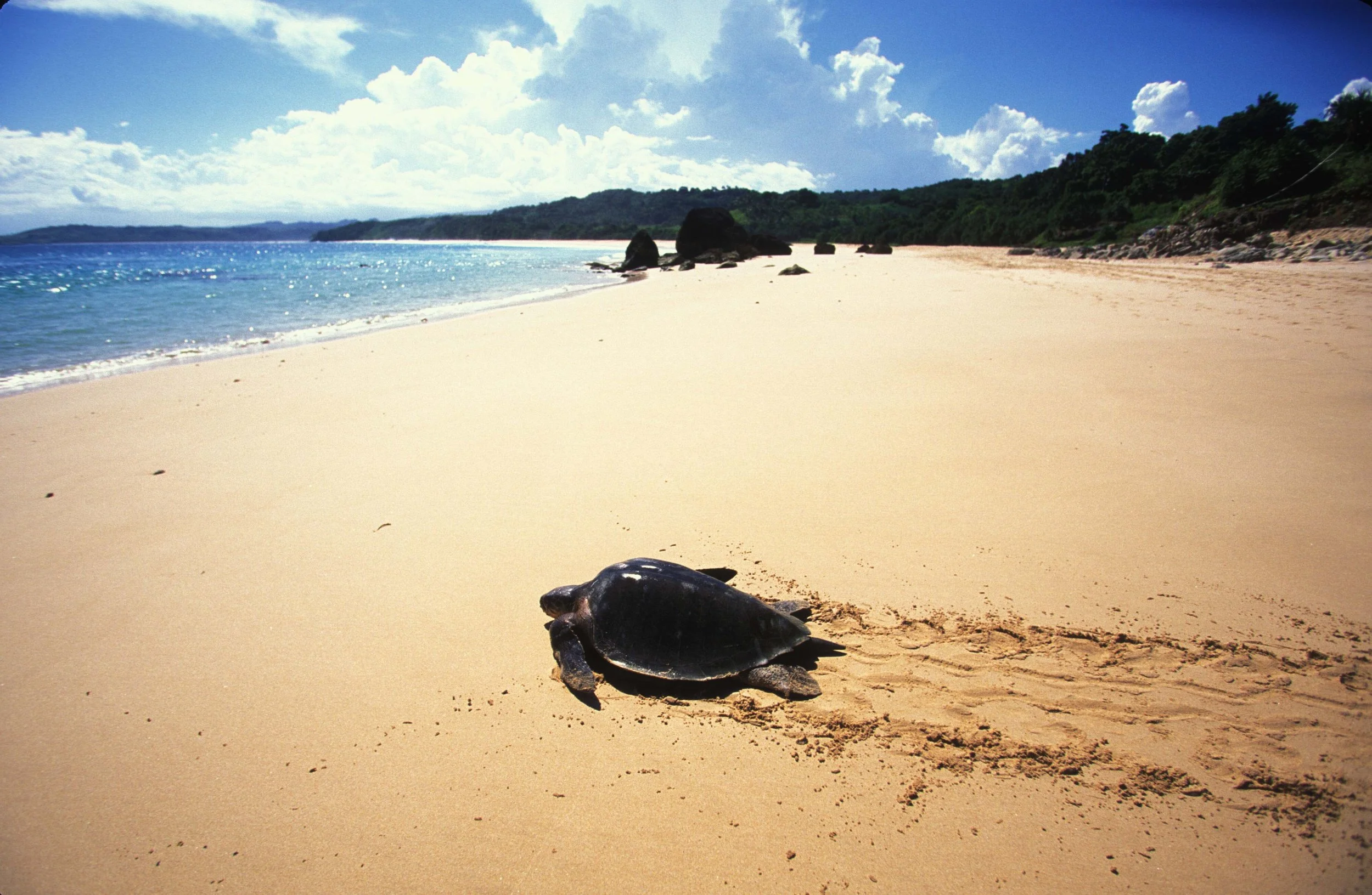 RS315_Turtle Sumba(c)CHILDS.jpg