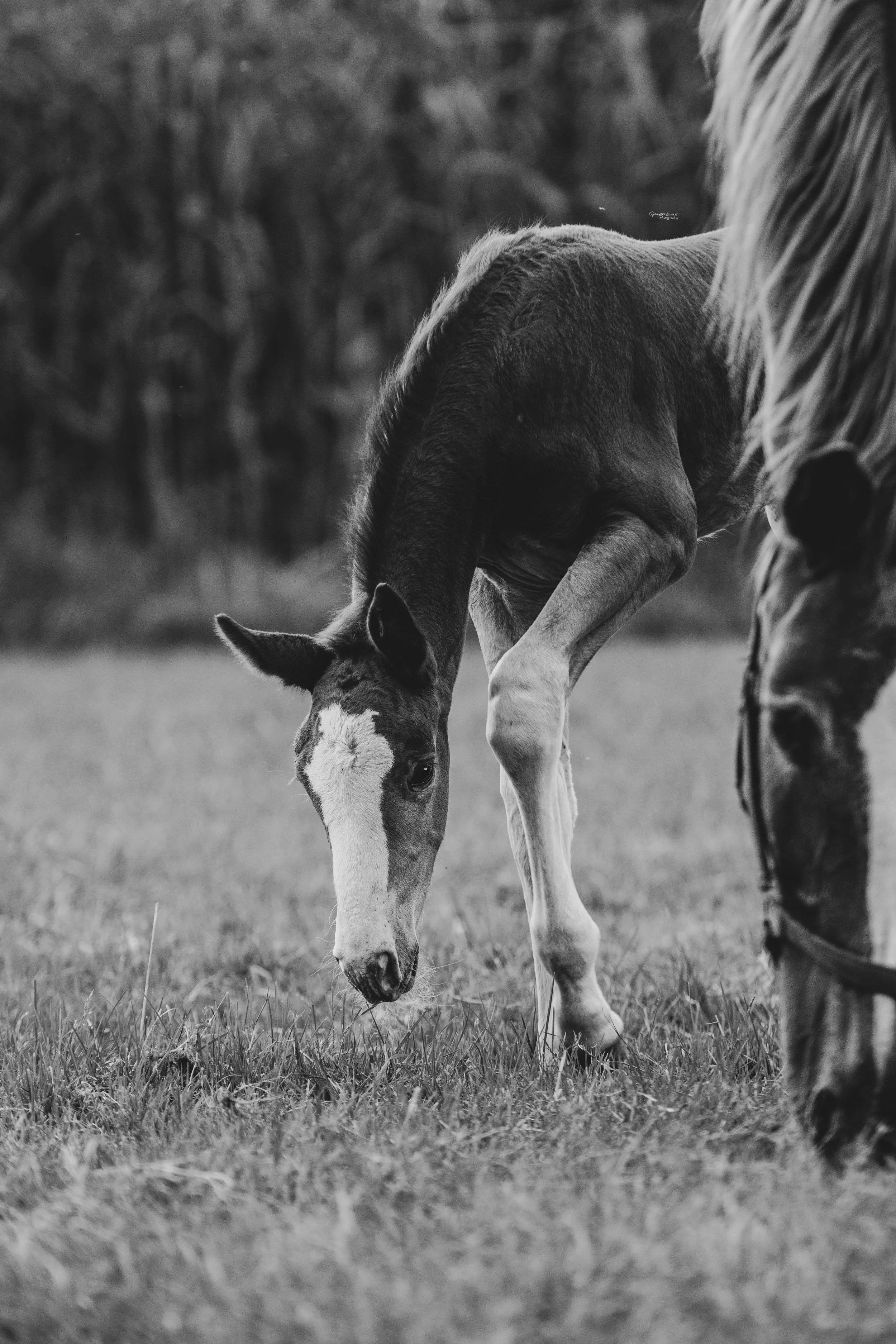 A black and white photo of a horse grazing in a grassy field, with a blurred background of trees.
