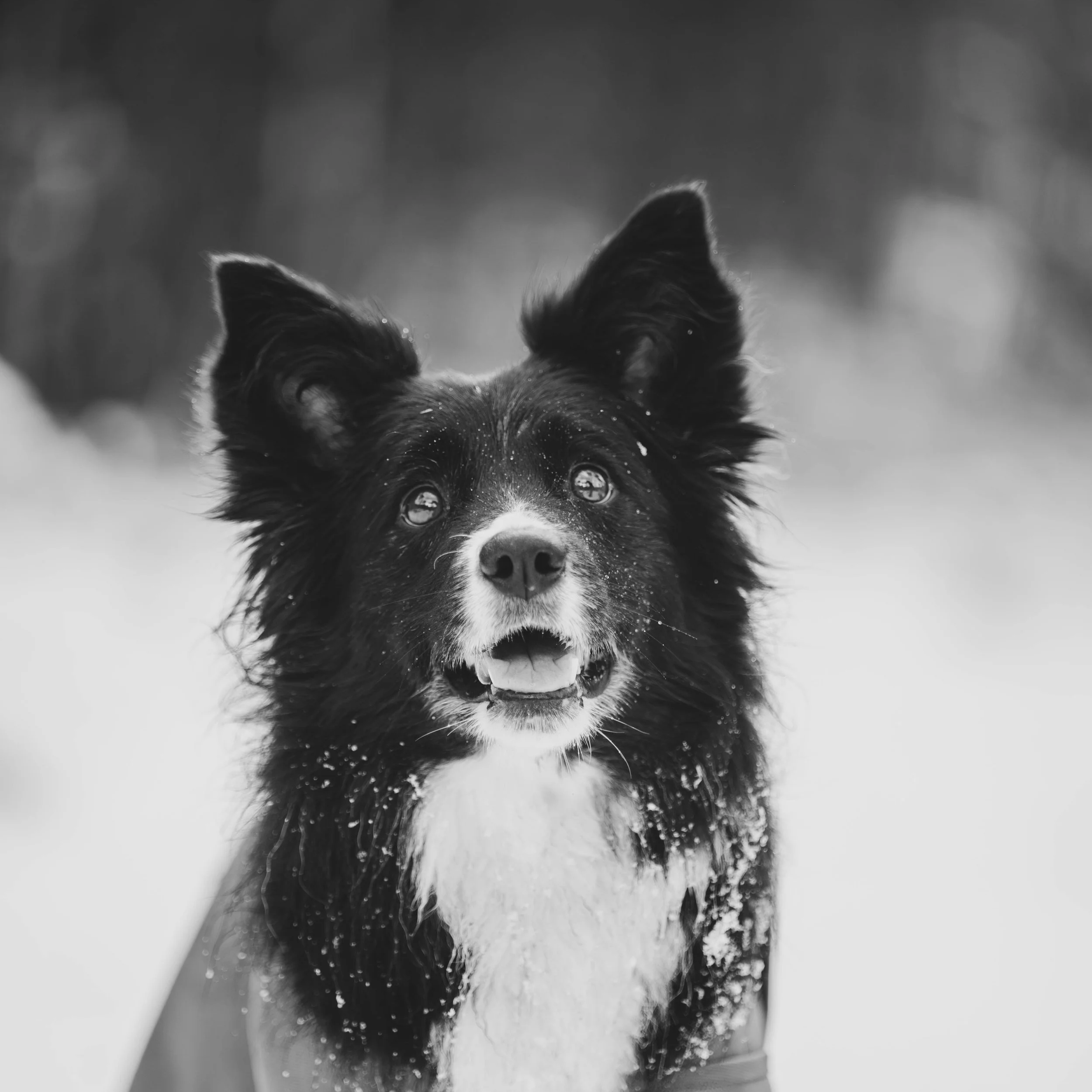 Loyal Companions