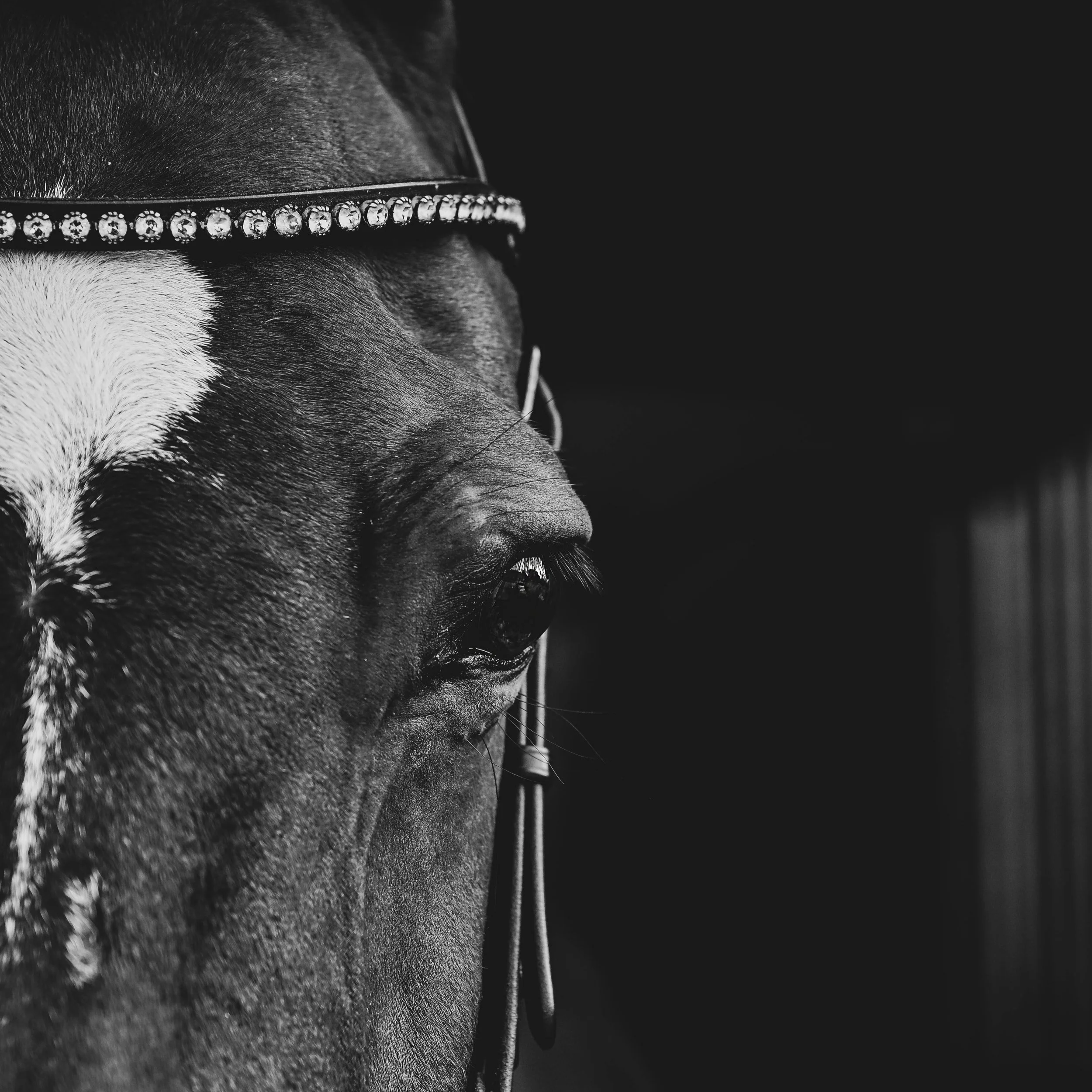 Equine Portraits