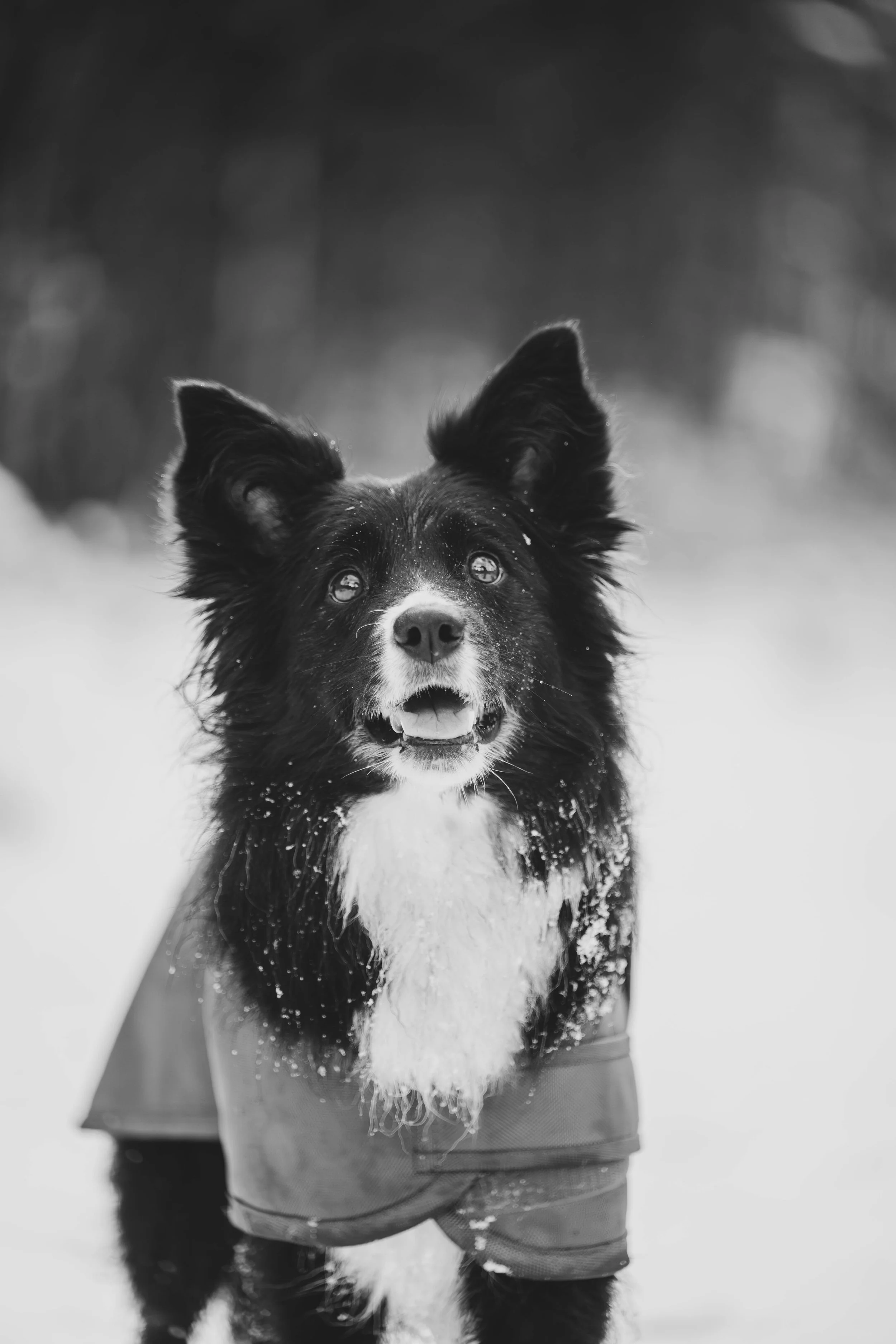 DSC_4020-2.JPG