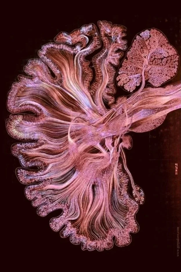 A high-resolution, artistic image of a jellyfish illuminated in pink and purple hues, showcasing its flowing tentacles and delicate body structure against a dark background.