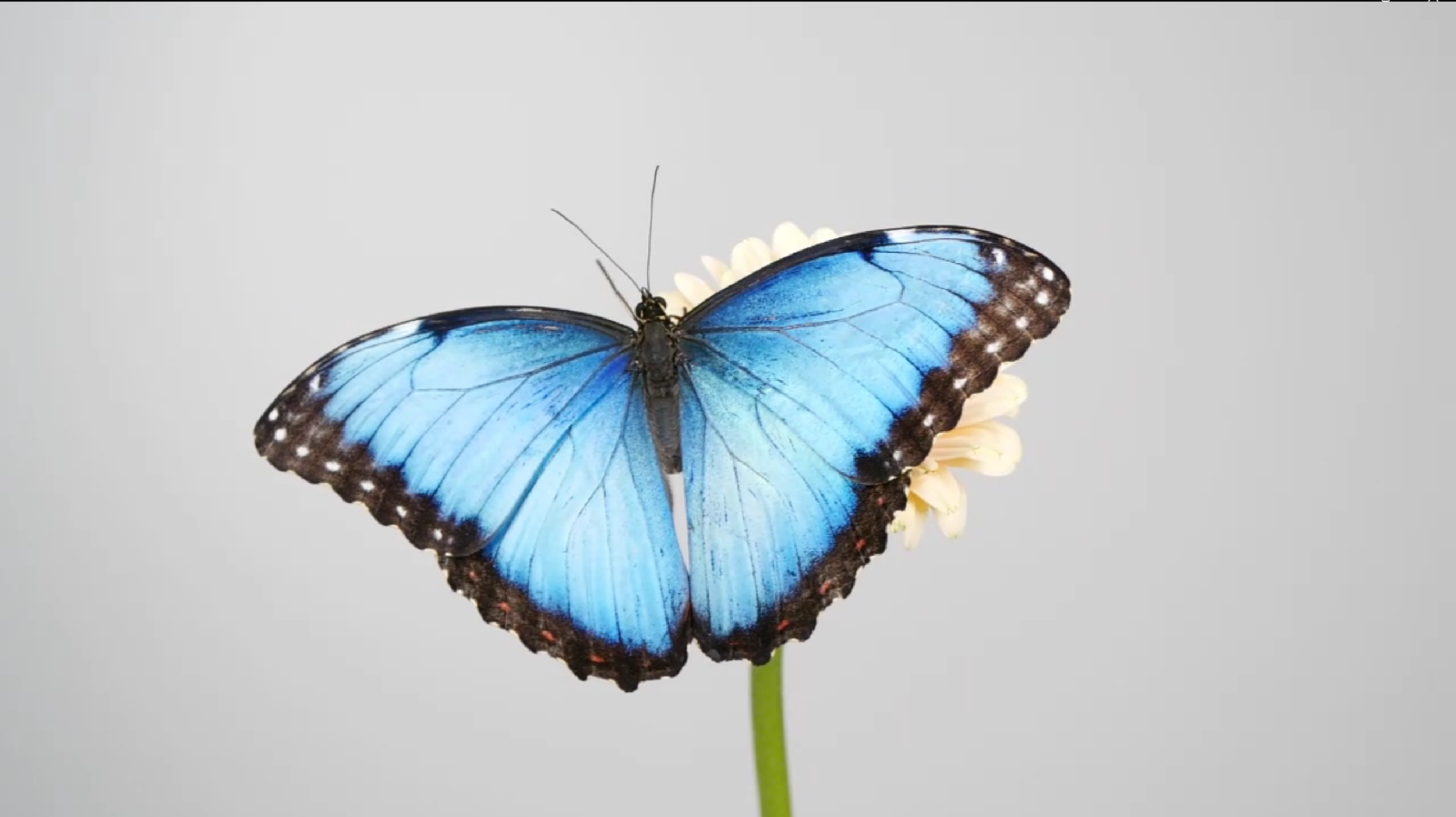 Morpho.png