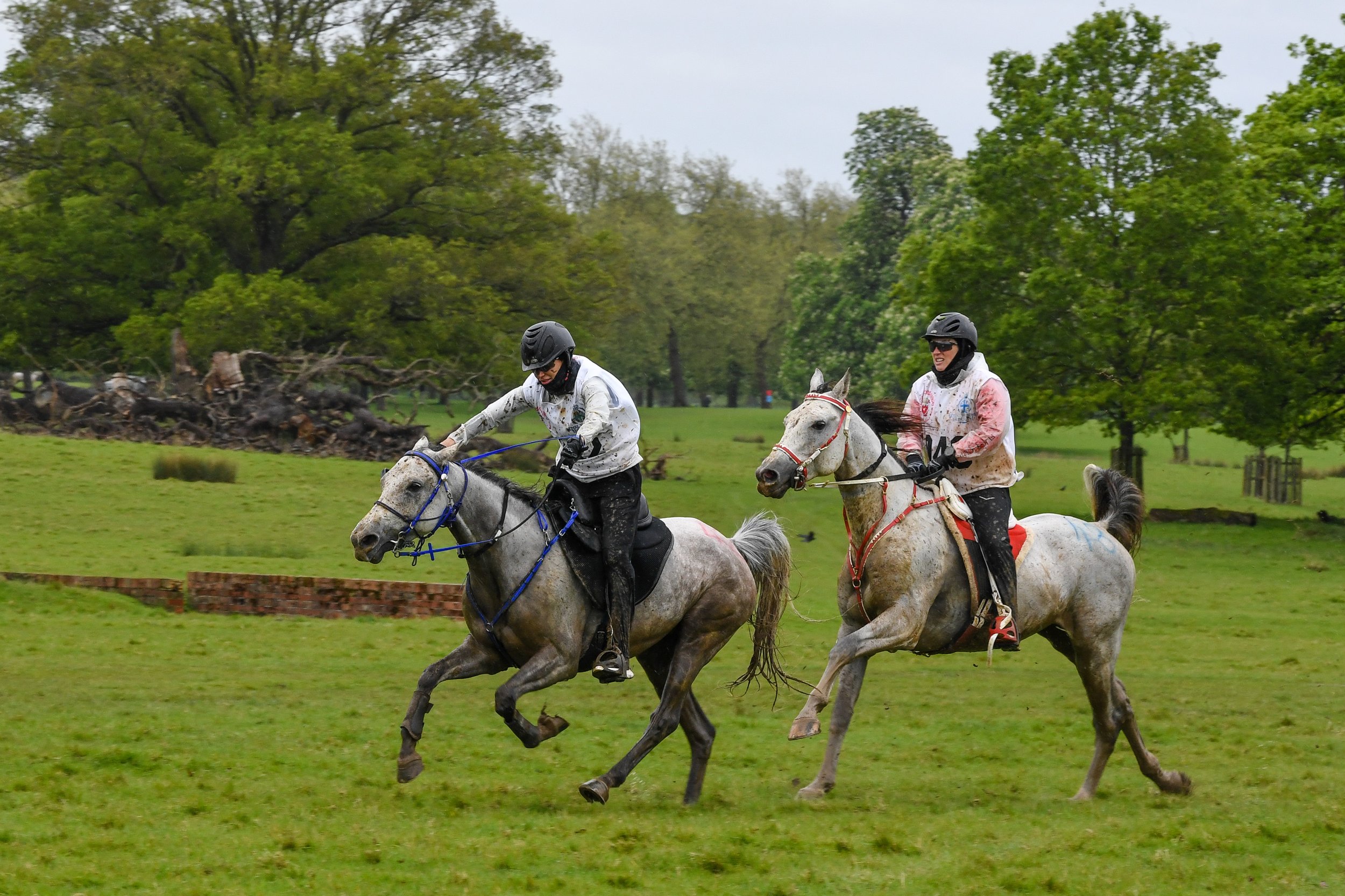 Two dapple grey horses and their riders galloping across a vibrant green field.