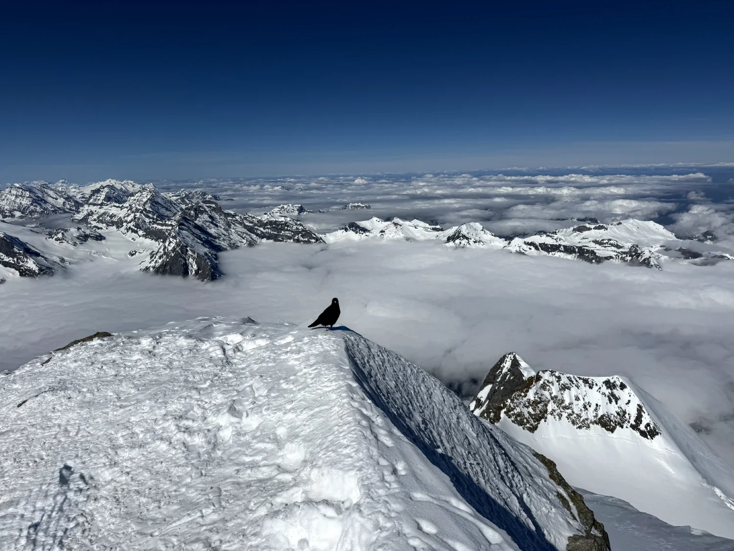 Snow-covered mountain peak with a bird standing on top, surrounded by a cloud-filled valley and distant snow-capped mountains under a clear blue sky.