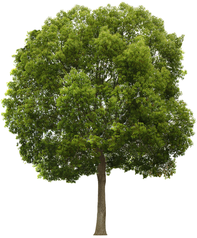 De WereldBoom
