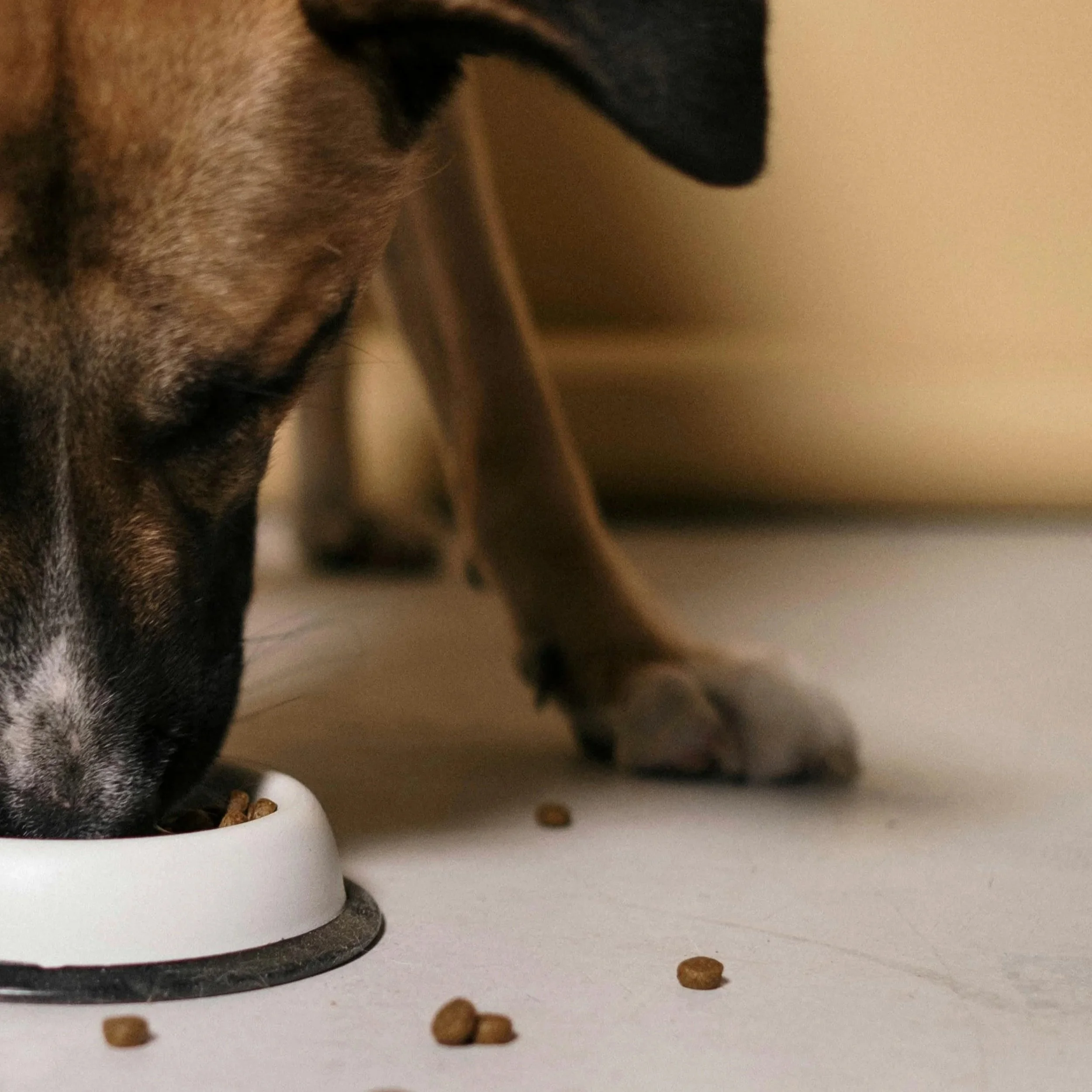 Close-up of a portion of a brindle and black dog with a black ear, sitting next to a white bowl filled with dry dog food, with some kibble scattered on a white surface.