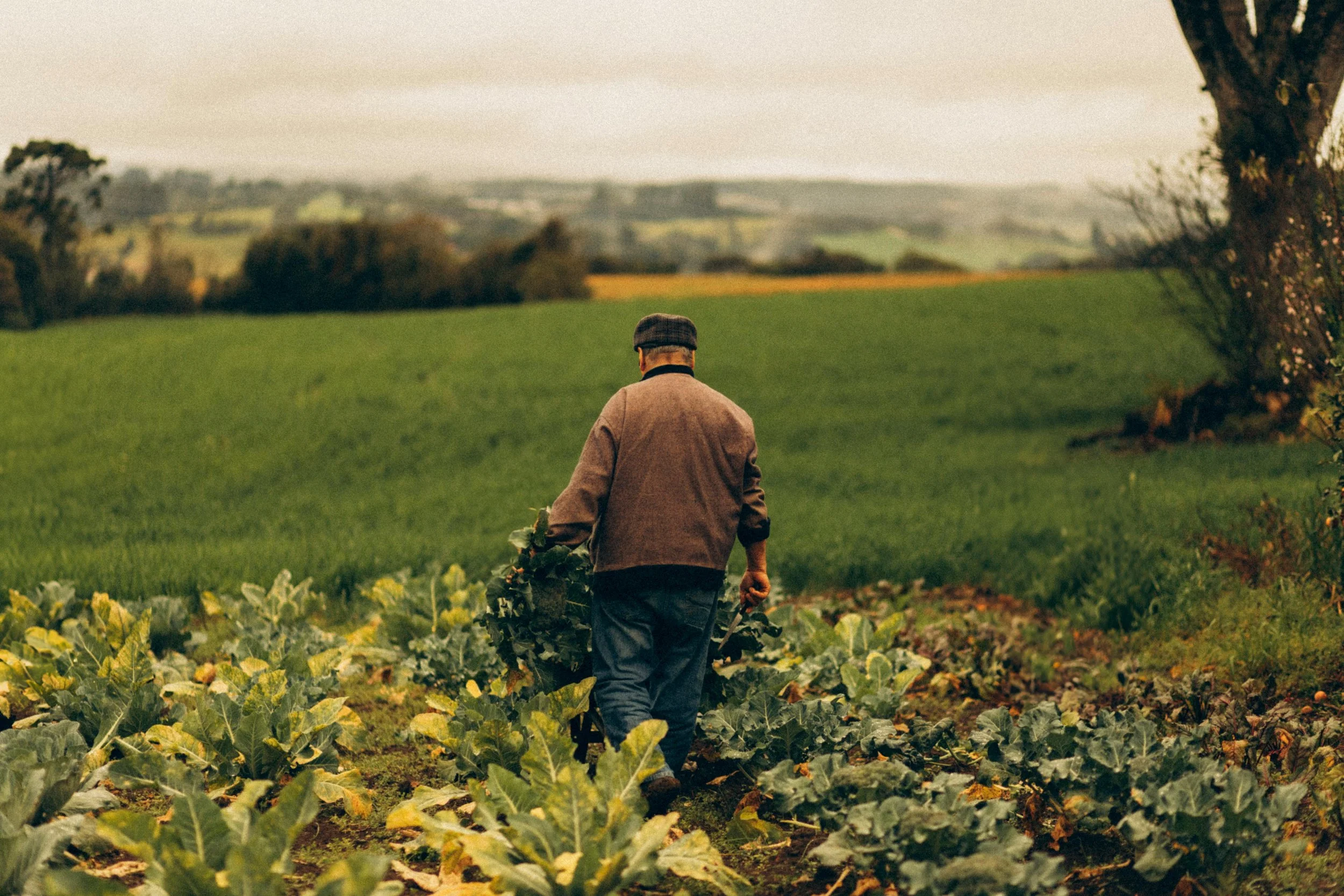 A person wearing a brown jacket and a flat cap walking through a farm field of leafy green vegetables, with rolling hills and trees in the distance under an overcast sky.