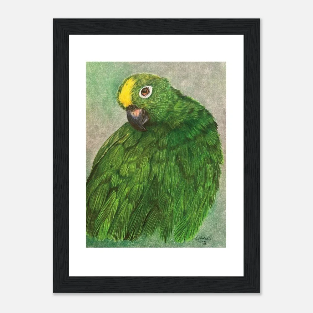 Green Parrot Art Print - Framed