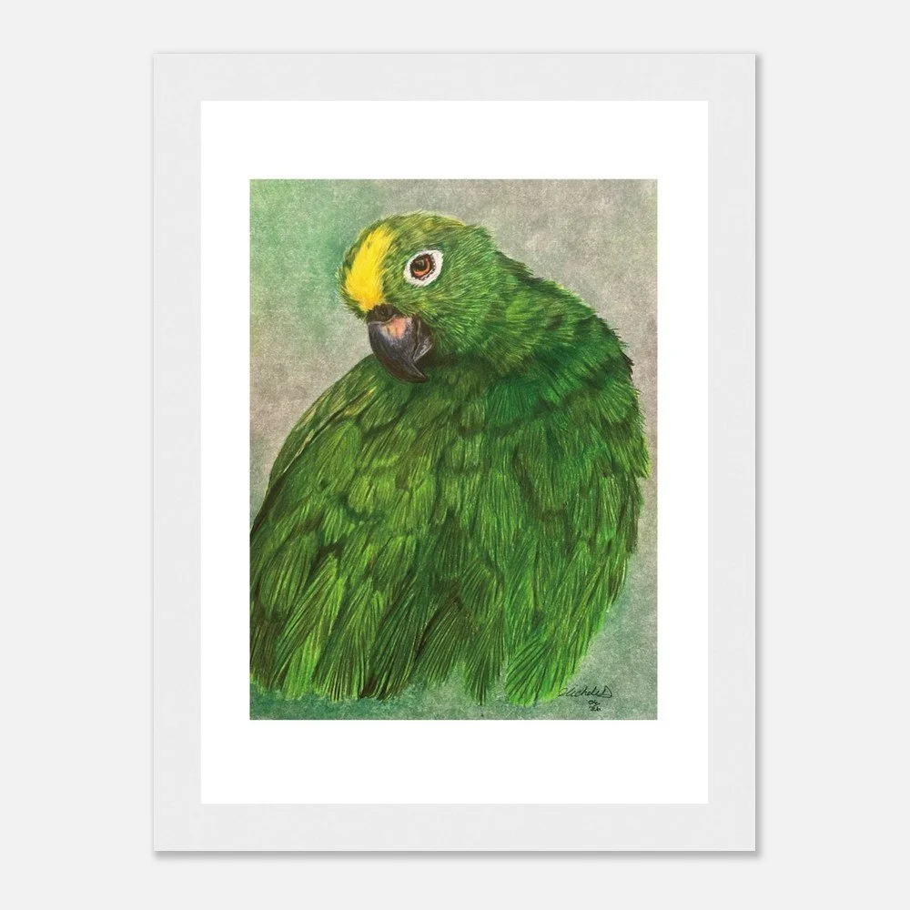 Green Parrot Art Print - Framed