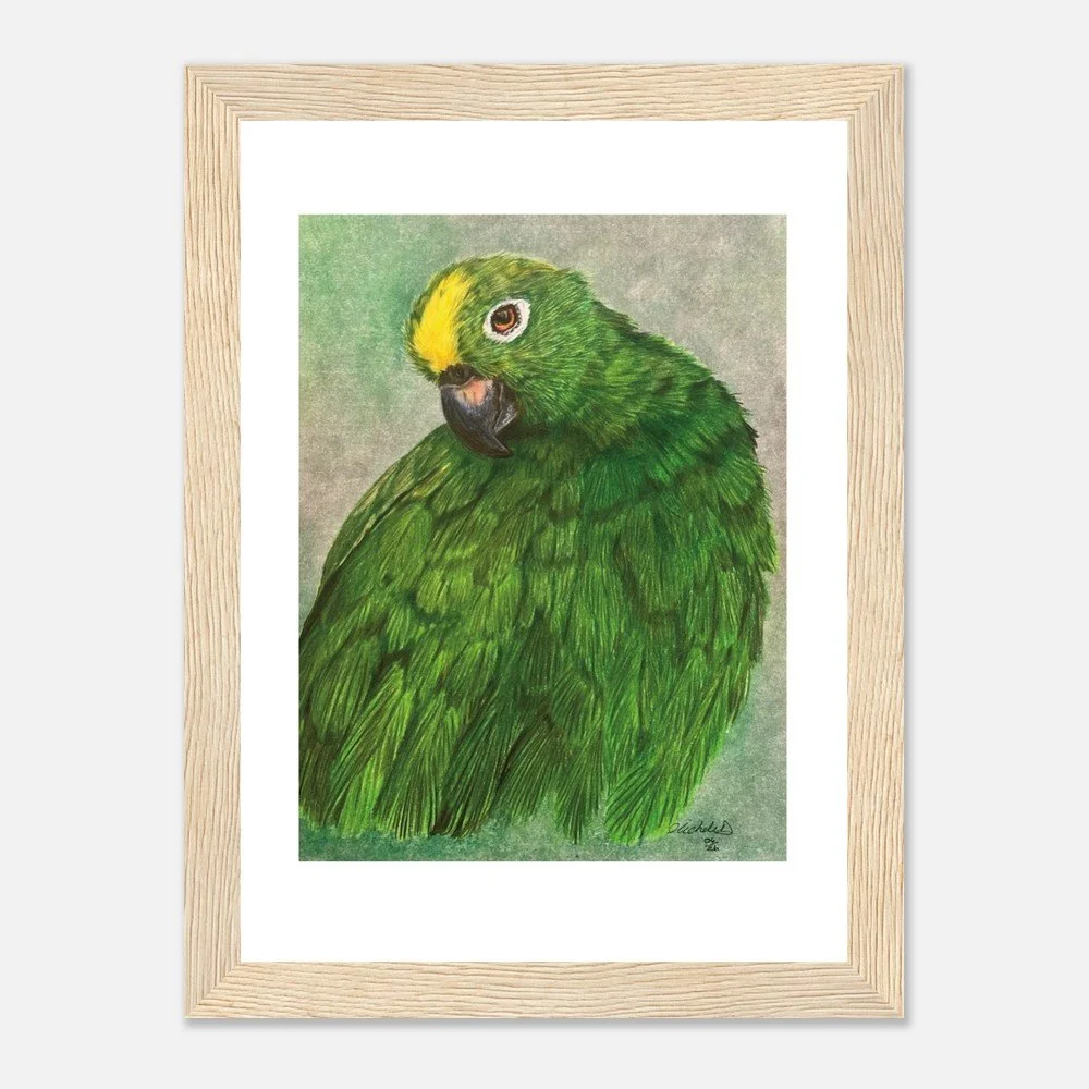 Green Parrot Art Print - Framed