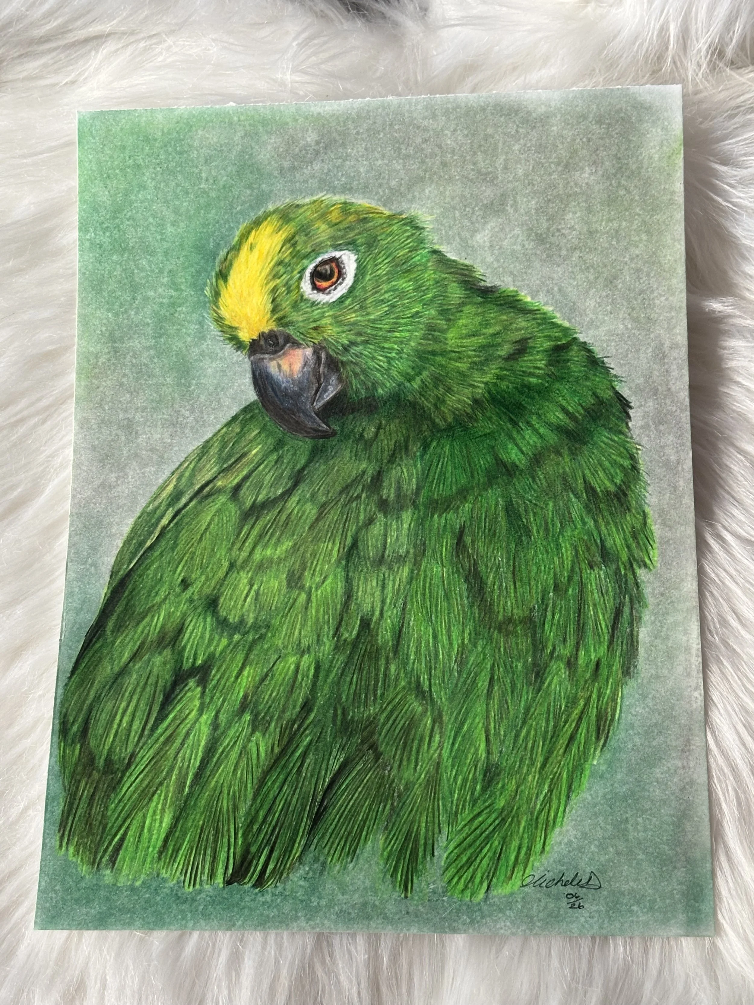 Original Green Parrot Drawing – Colour Pencil & Pastel Background