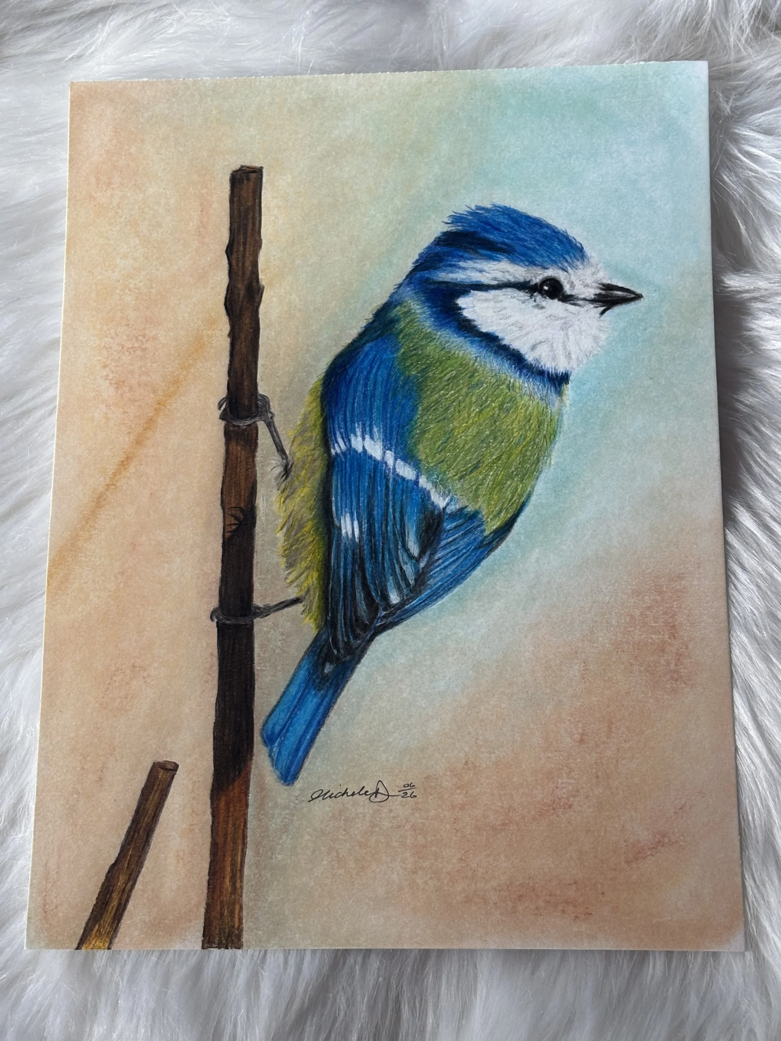 Original Blue Tit Drawing – Colour Pencil & Pastel Background