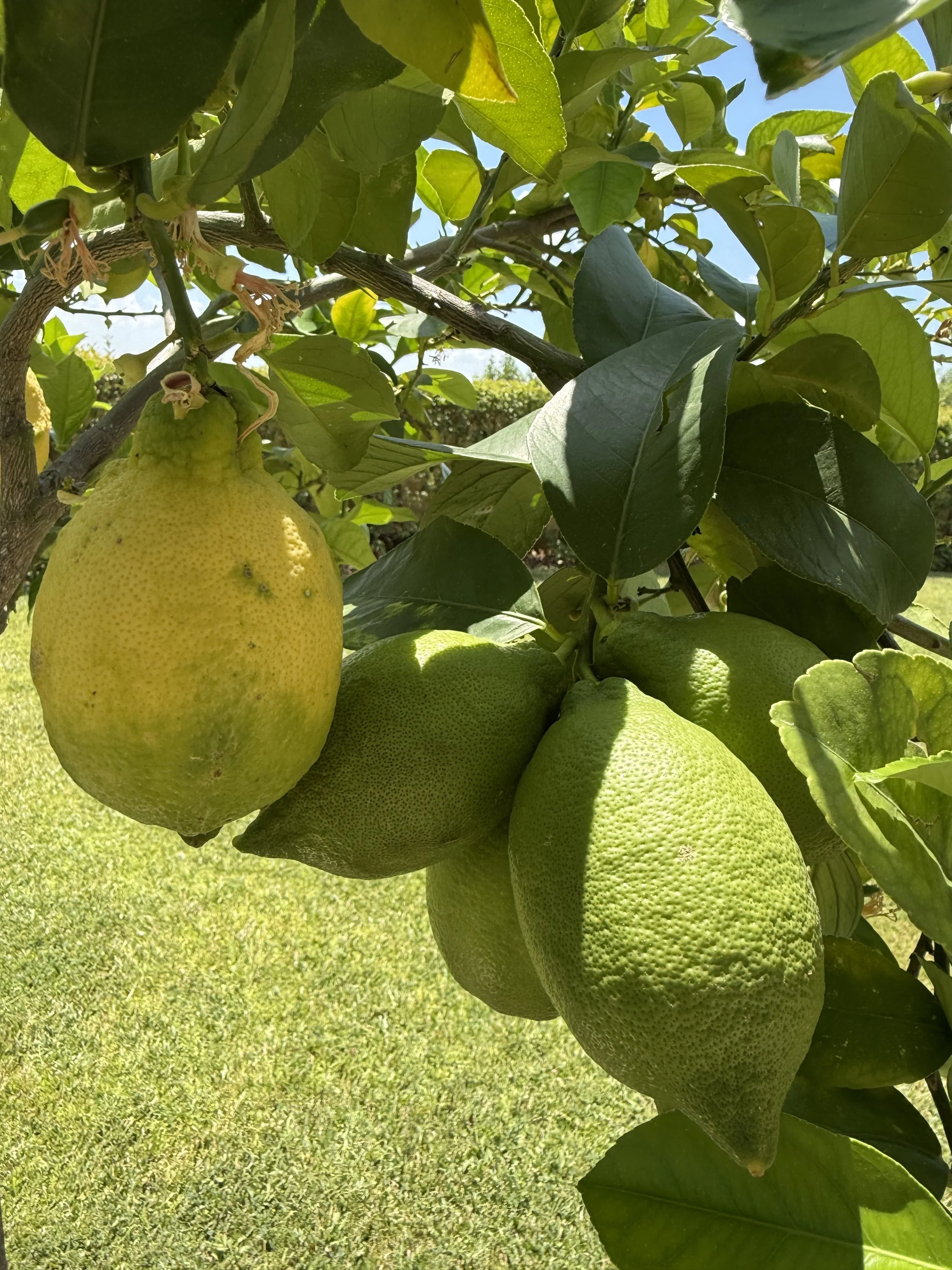 Lemon tree