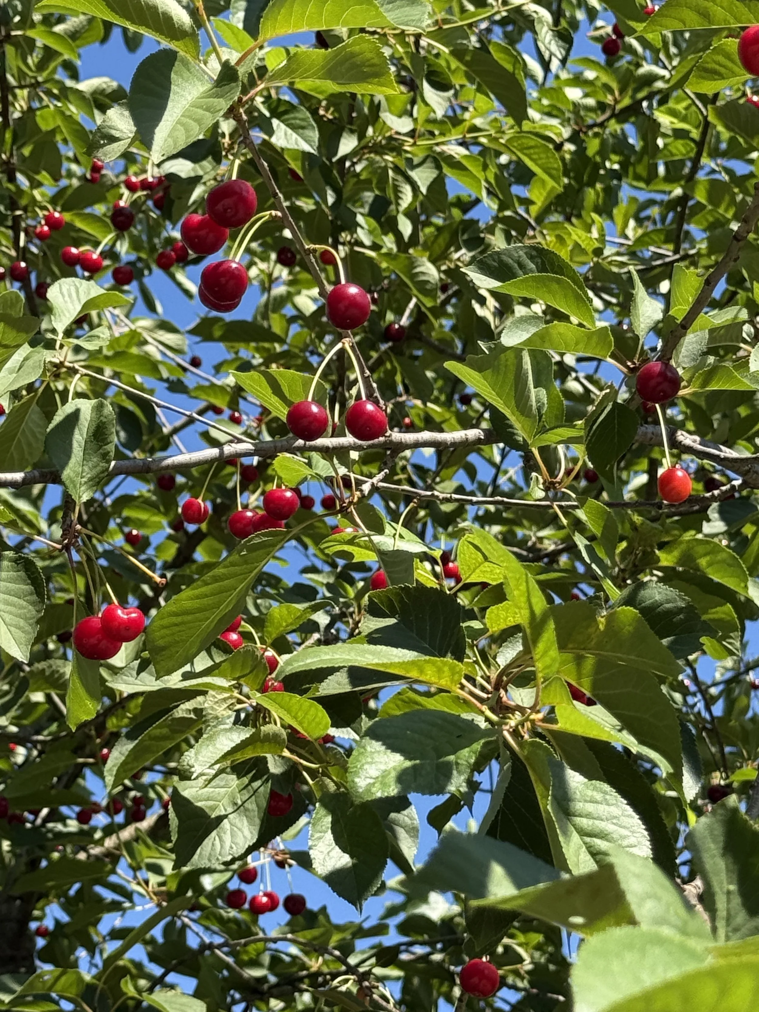 Cherry tree