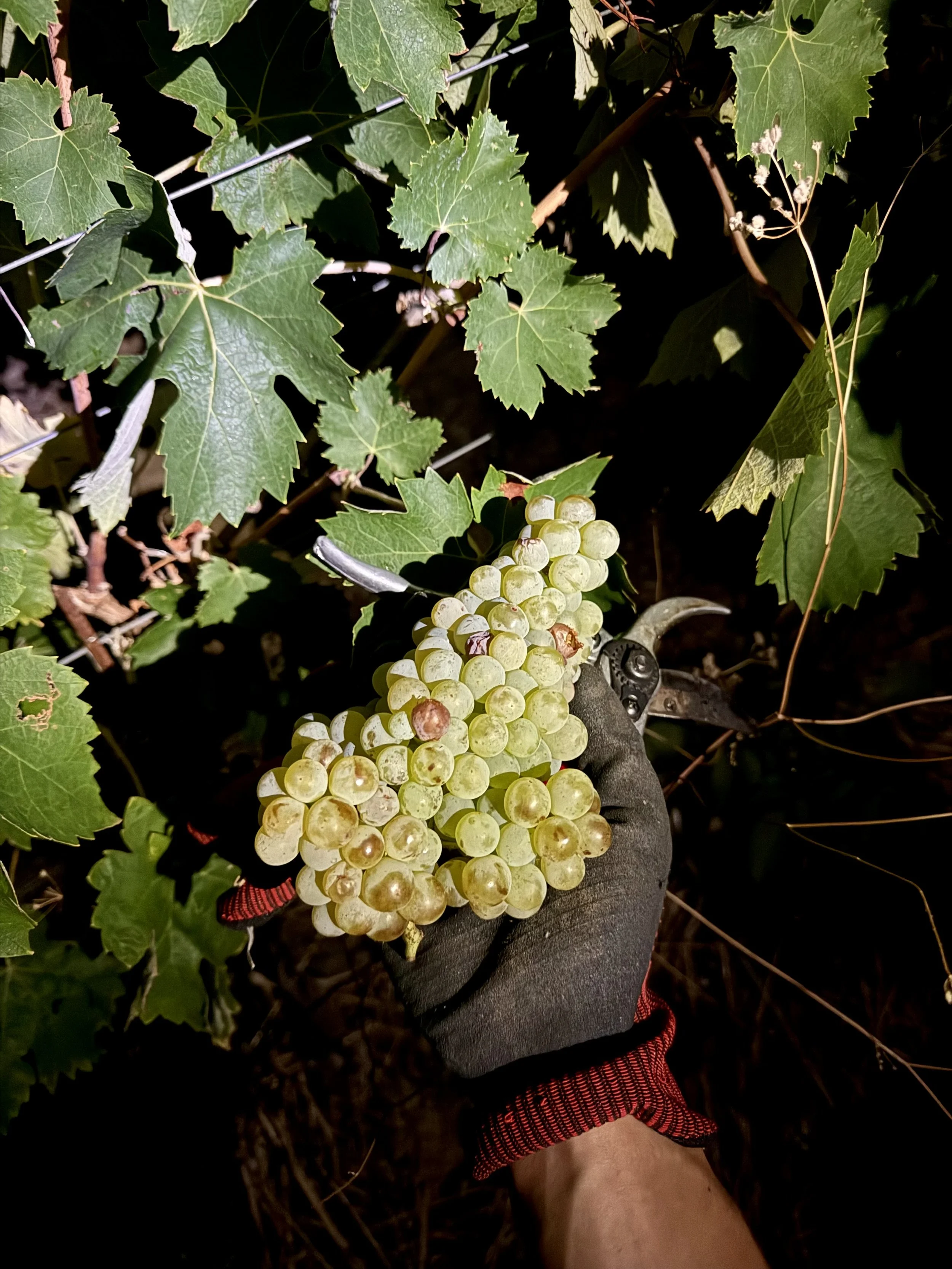 Gloved hand holding a pale cluster of freshly cut Turbiana grapes beside pruning shears in the dark vineyard.