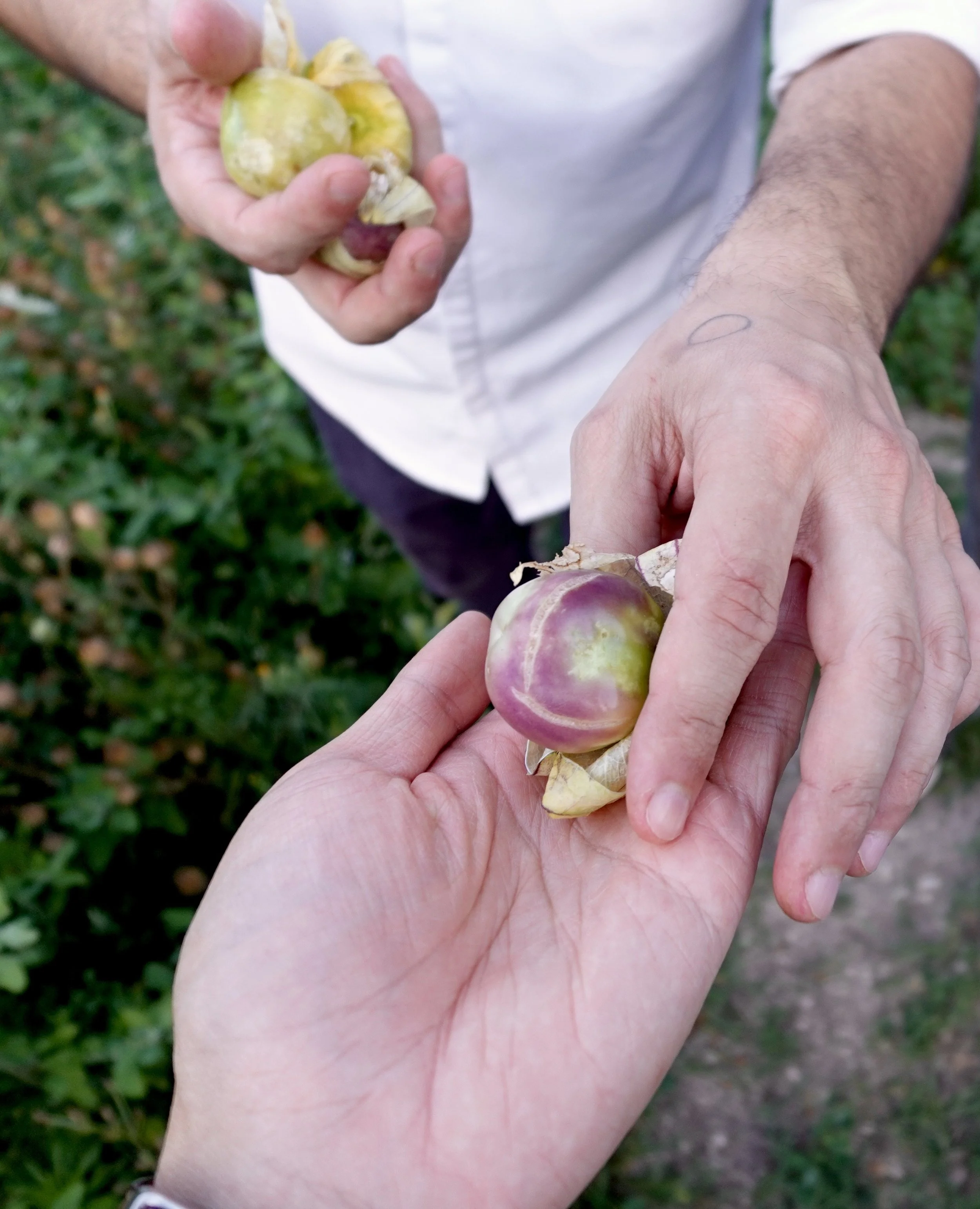 Chef Giulio Gigli placing a purple tomatillo into a guest’s open hand.