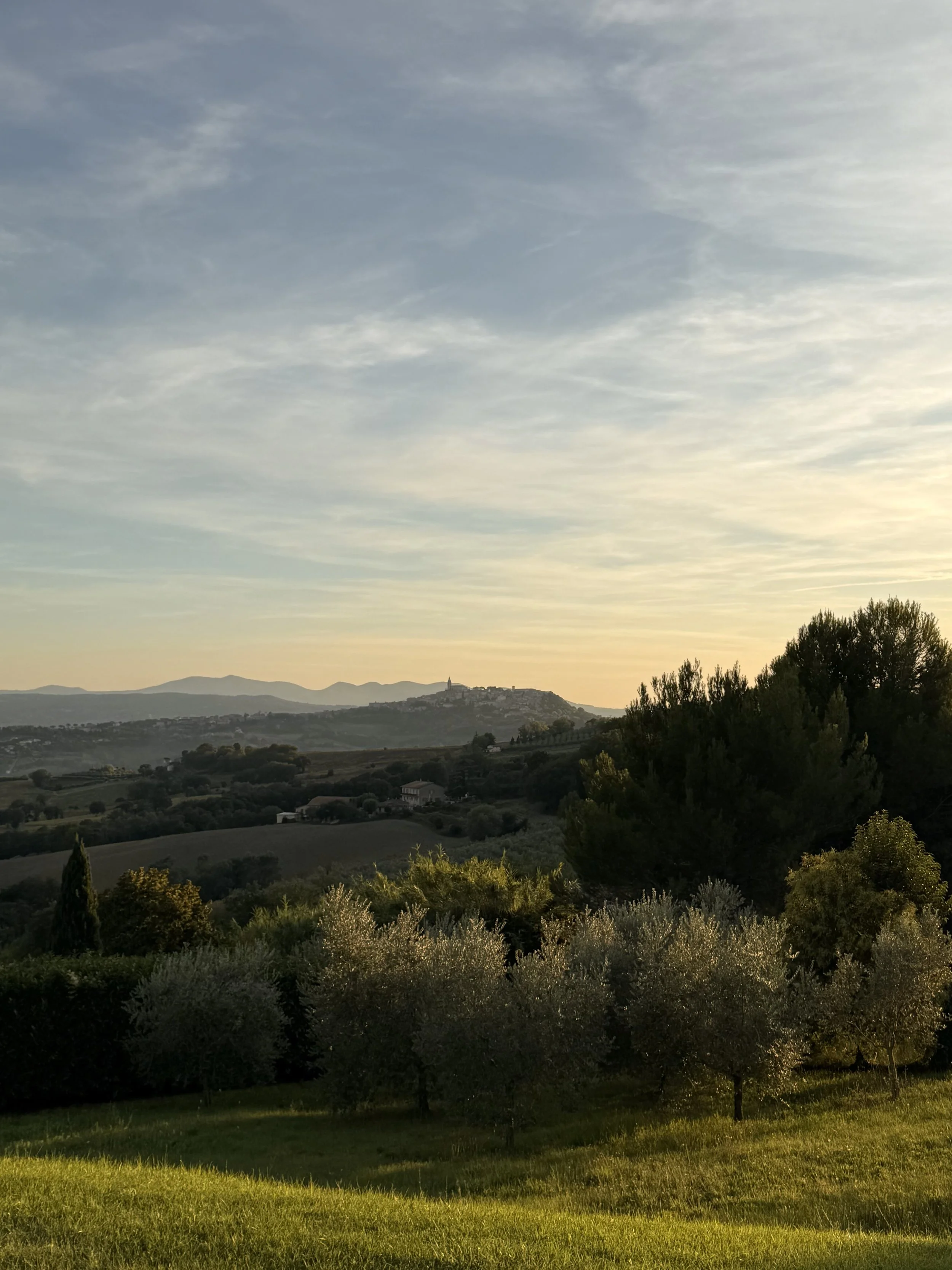 Umbrian countryside with olive grove