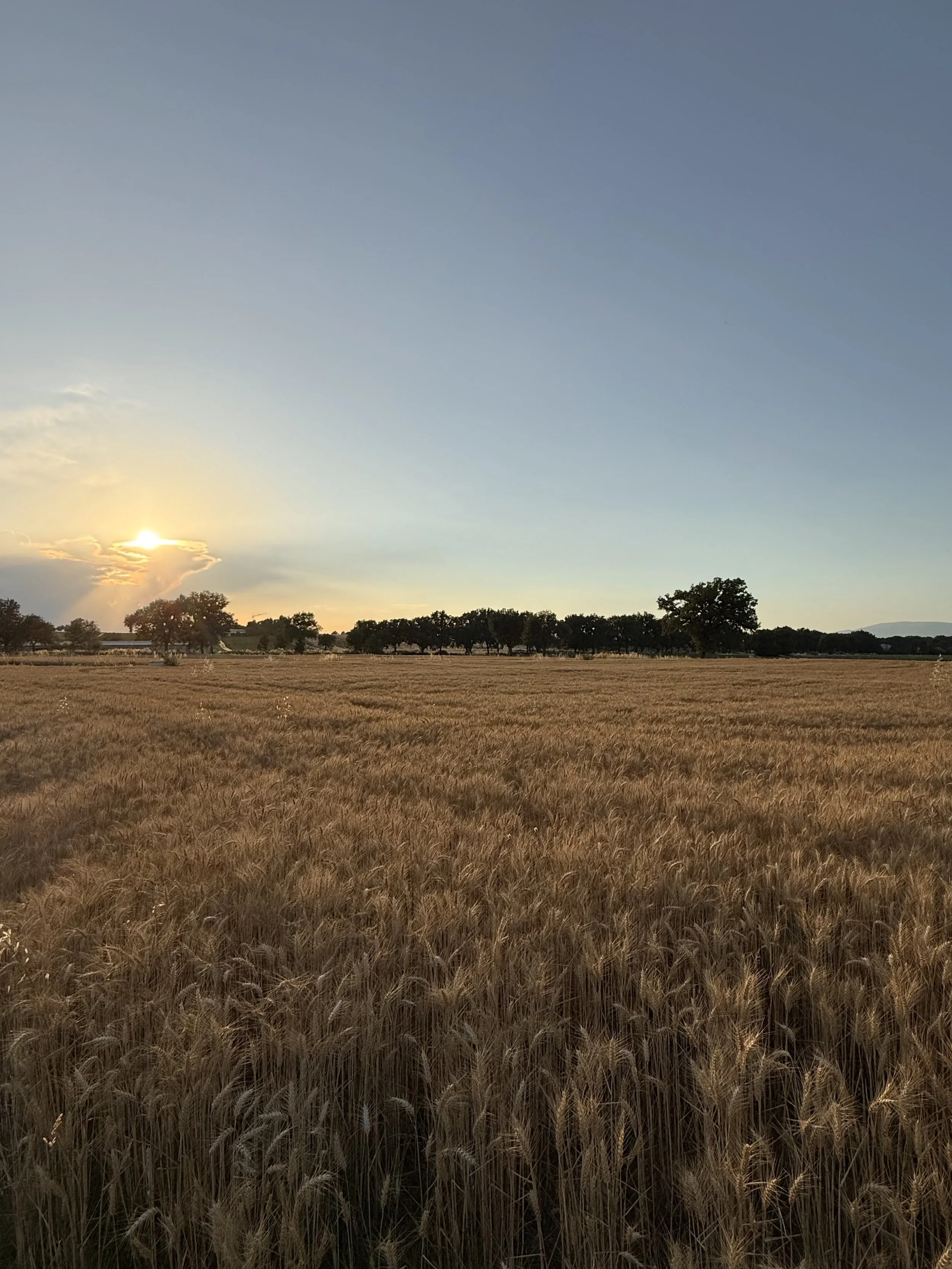 Sunset over wheat field