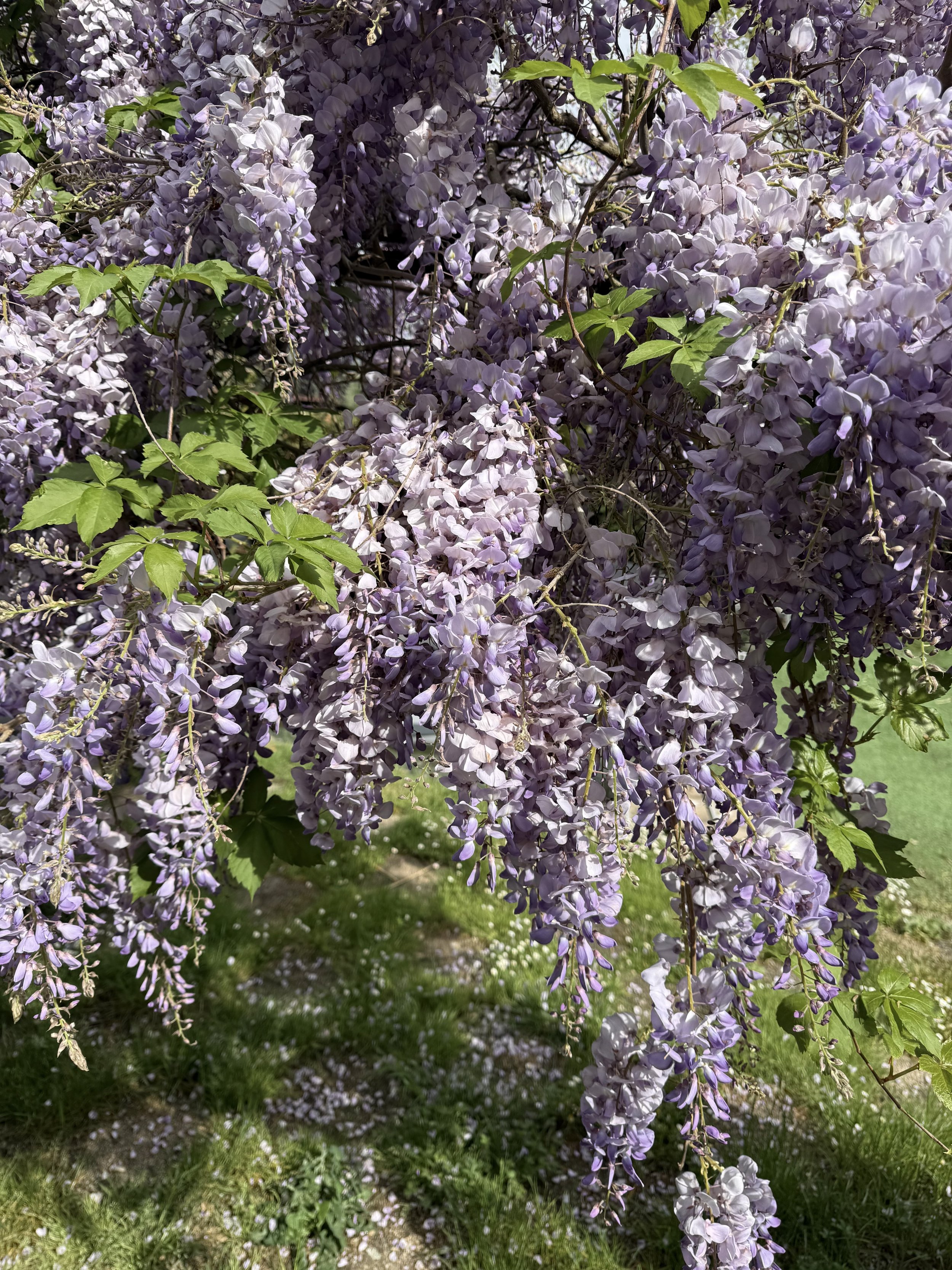 Wisteria in the garden
