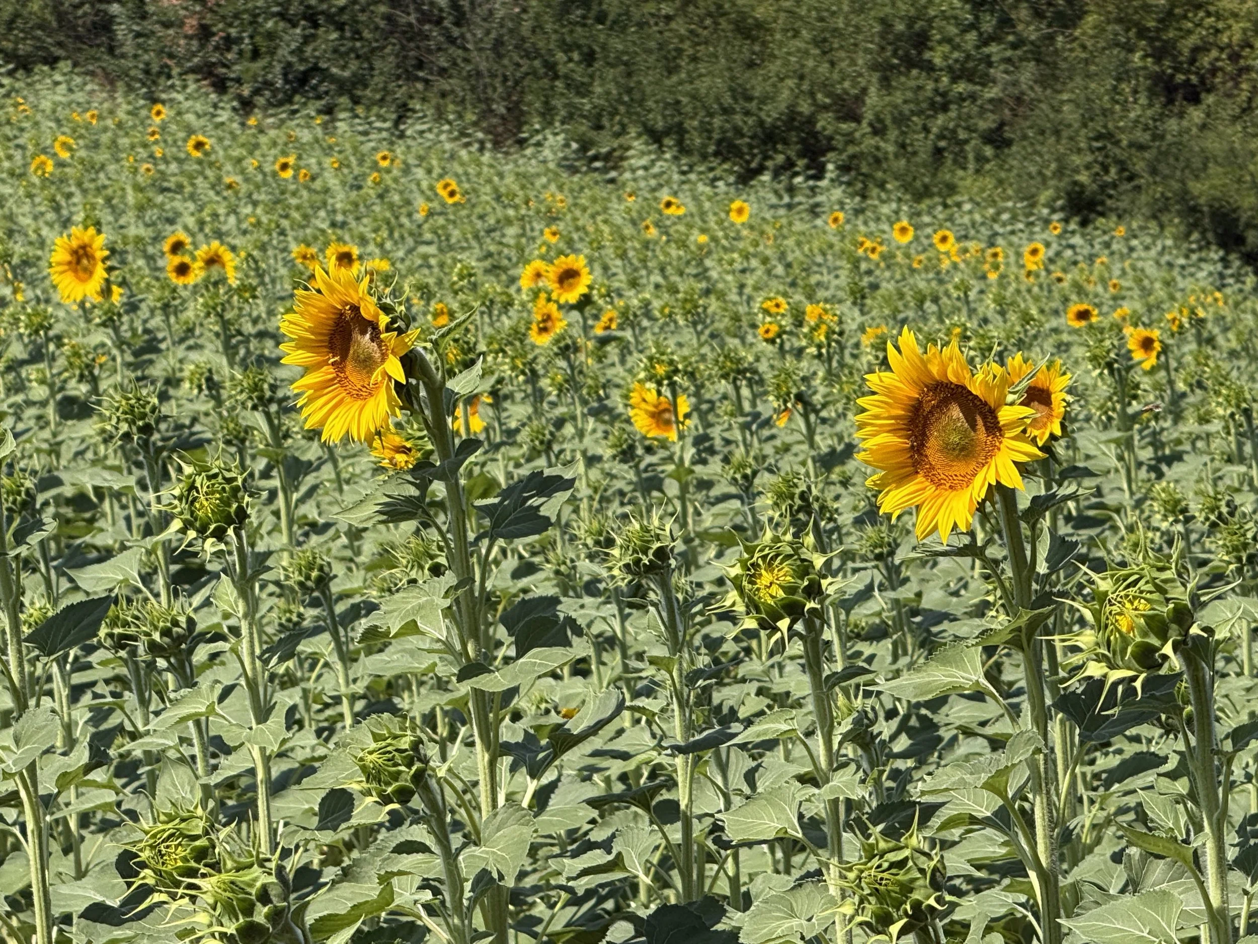 Wide field of sunflowers in Umbria